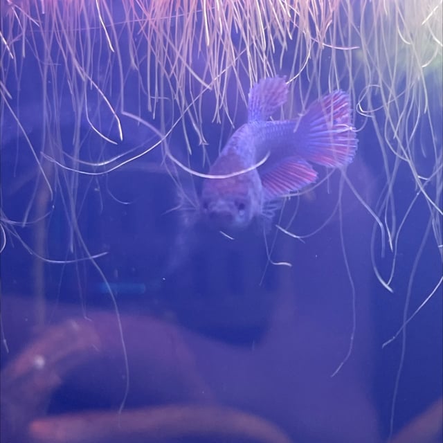 Betta