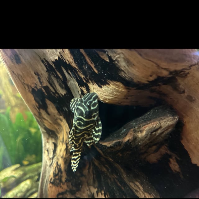 L333 King Tiger Pleco