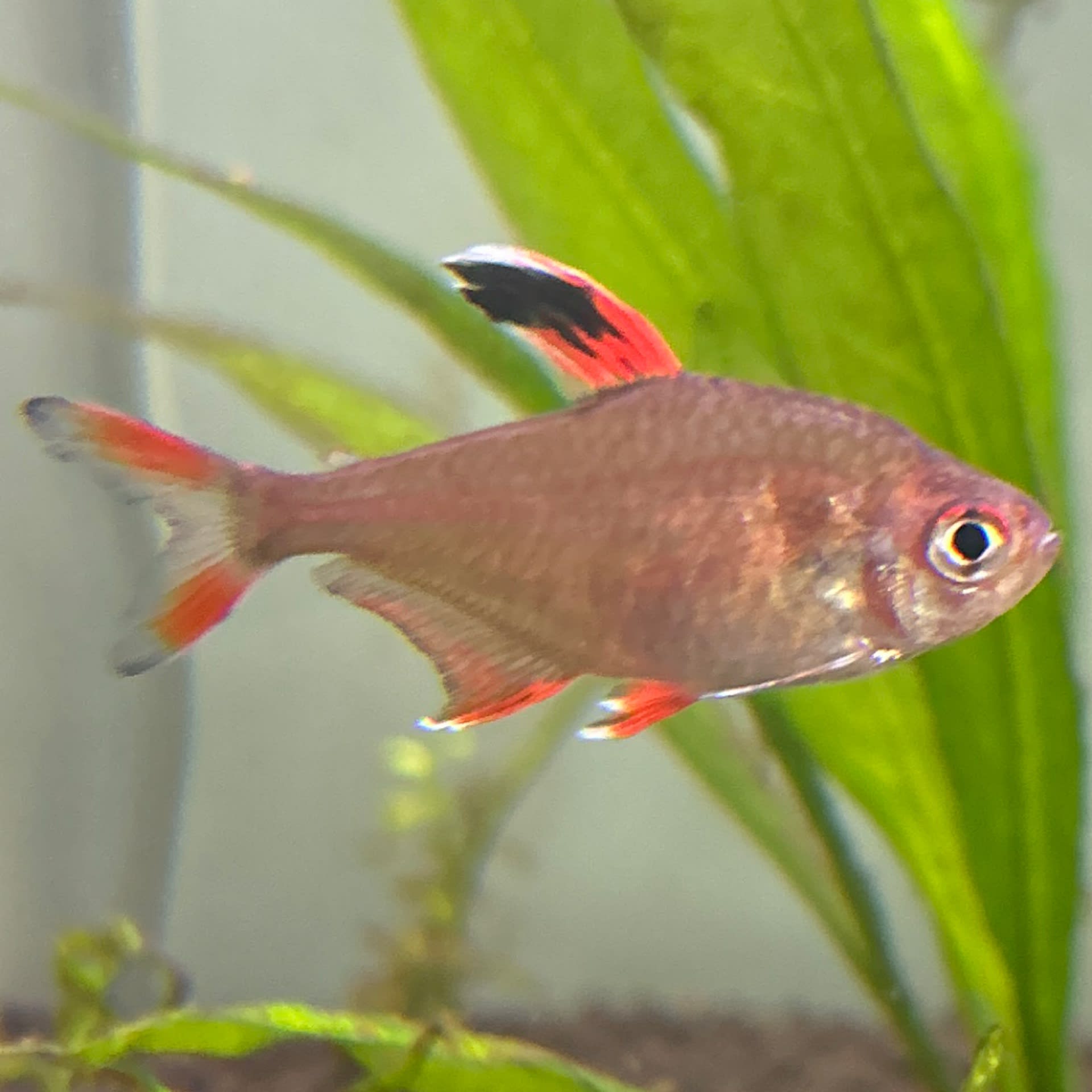 Ornate Tetra