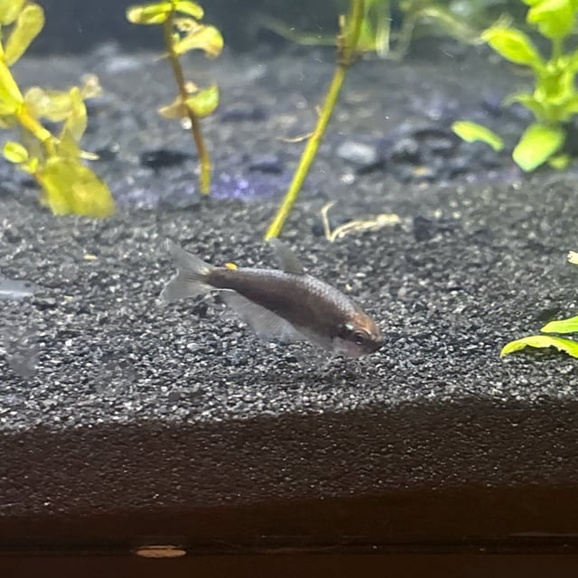 Kerri Tetra