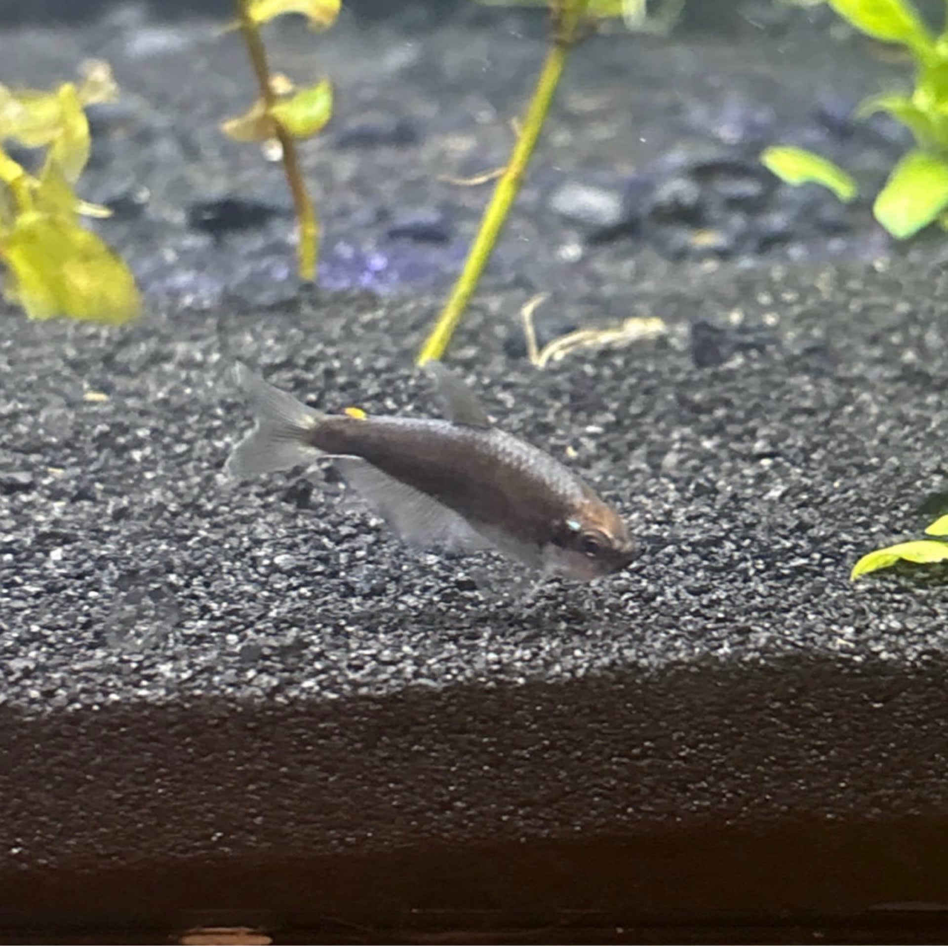 Kerri Tetra