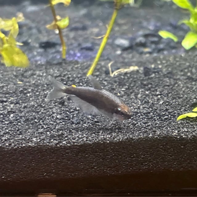 Kerri Tetra
