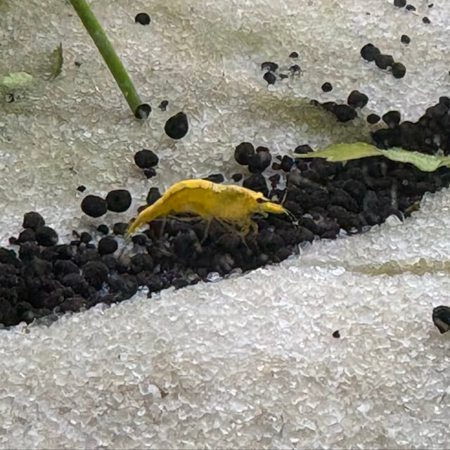 Yellow Golden Back Shrimp