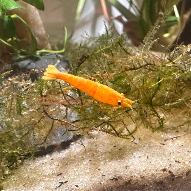 Yellow Neocaridina Shrimp