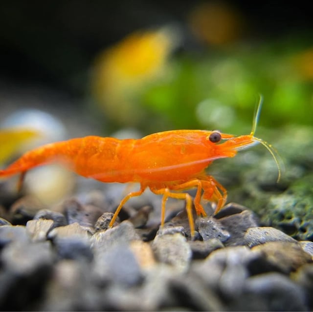 Orange Pumpkin Shrimp