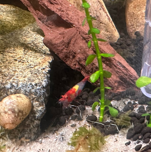 Red Rili Shrimp