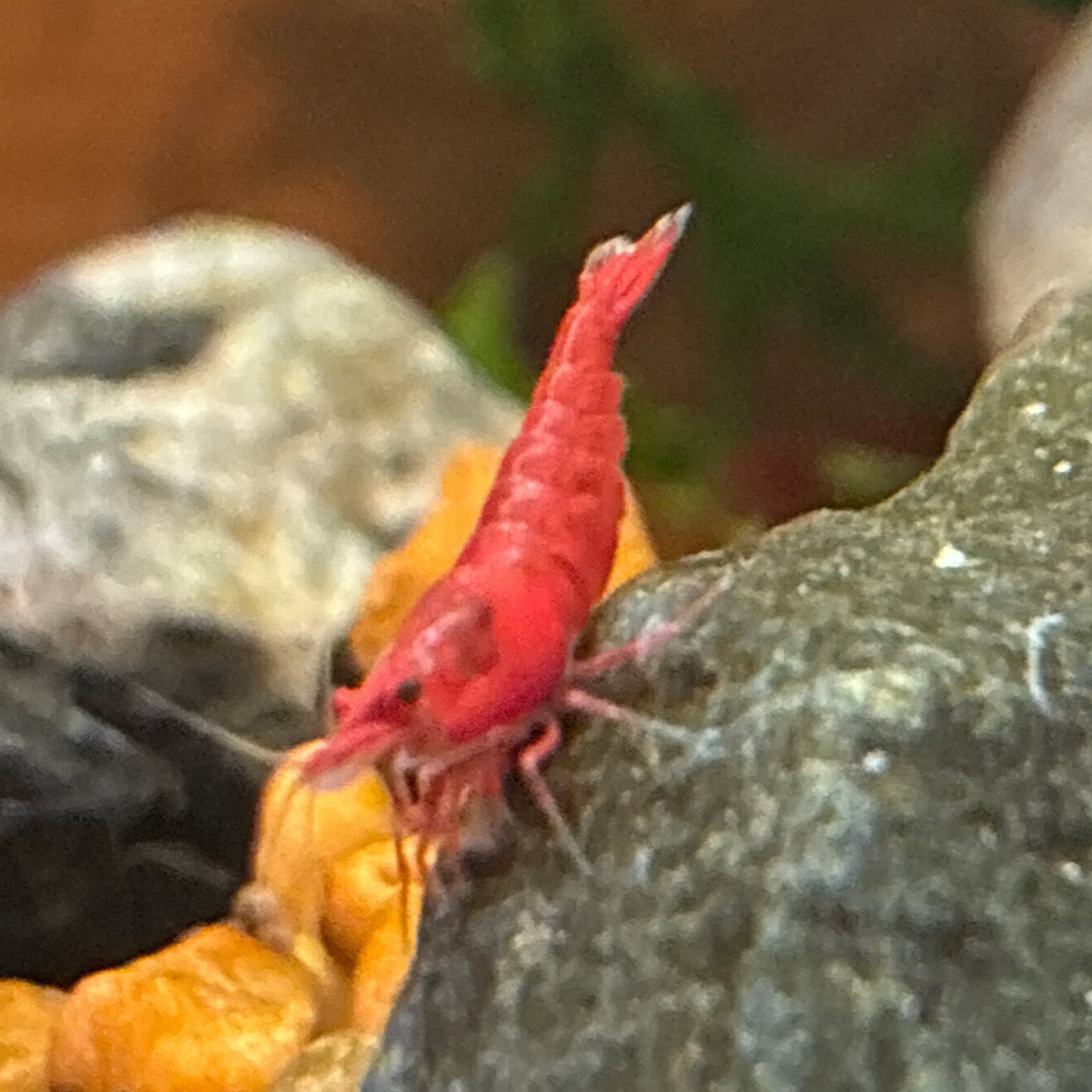 Fire Red Shrimp