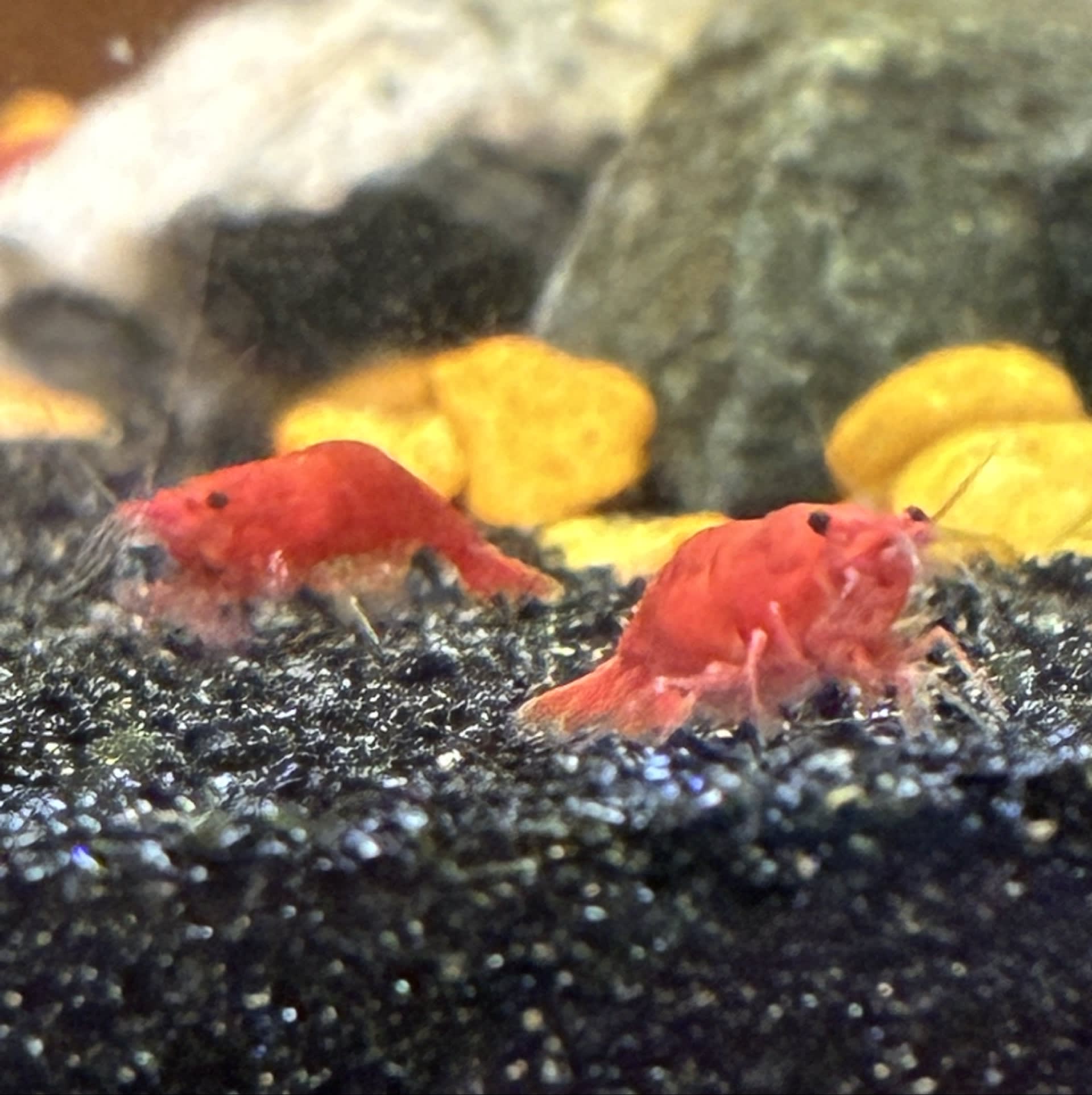Fire Red Shrimp