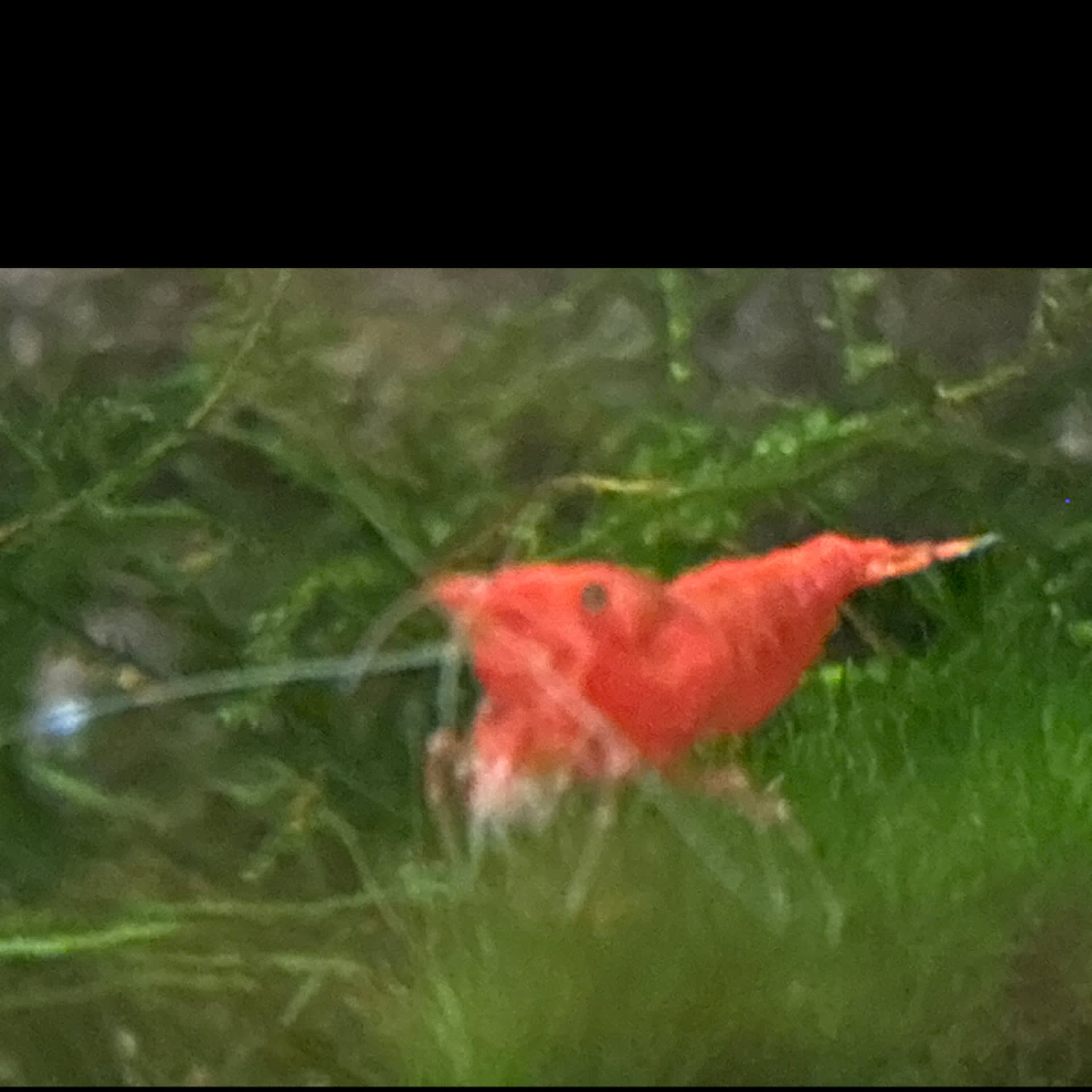 Fire Red Shrimp