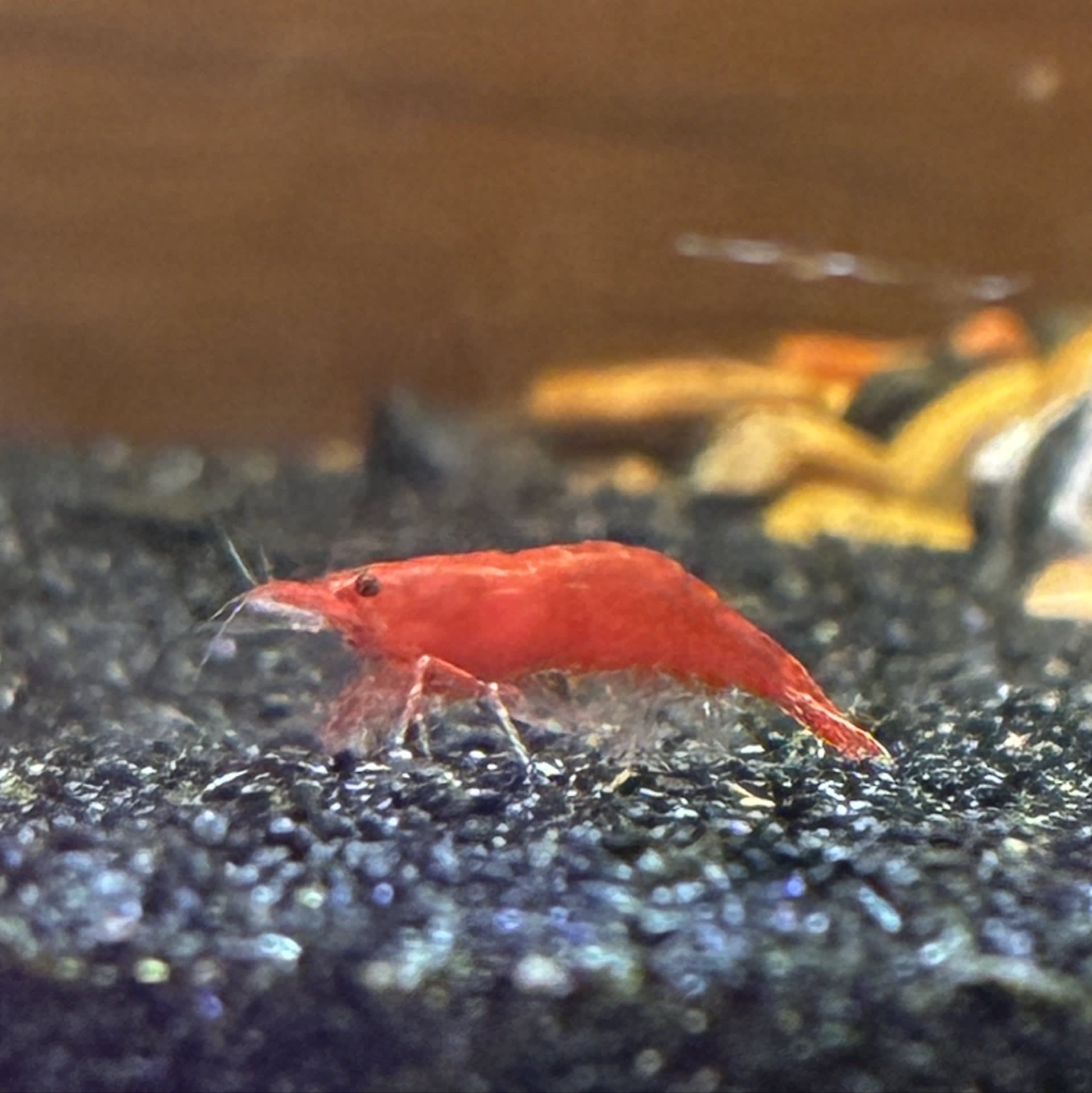 Fire Red Shrimp