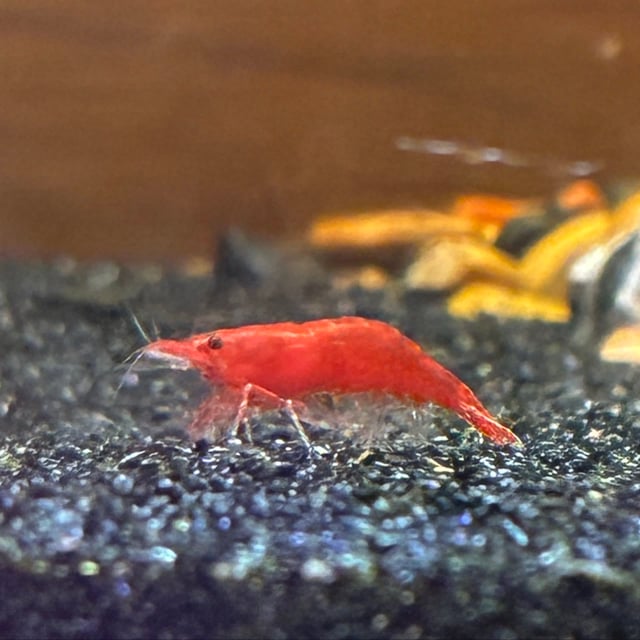 Fire Red Shrimp