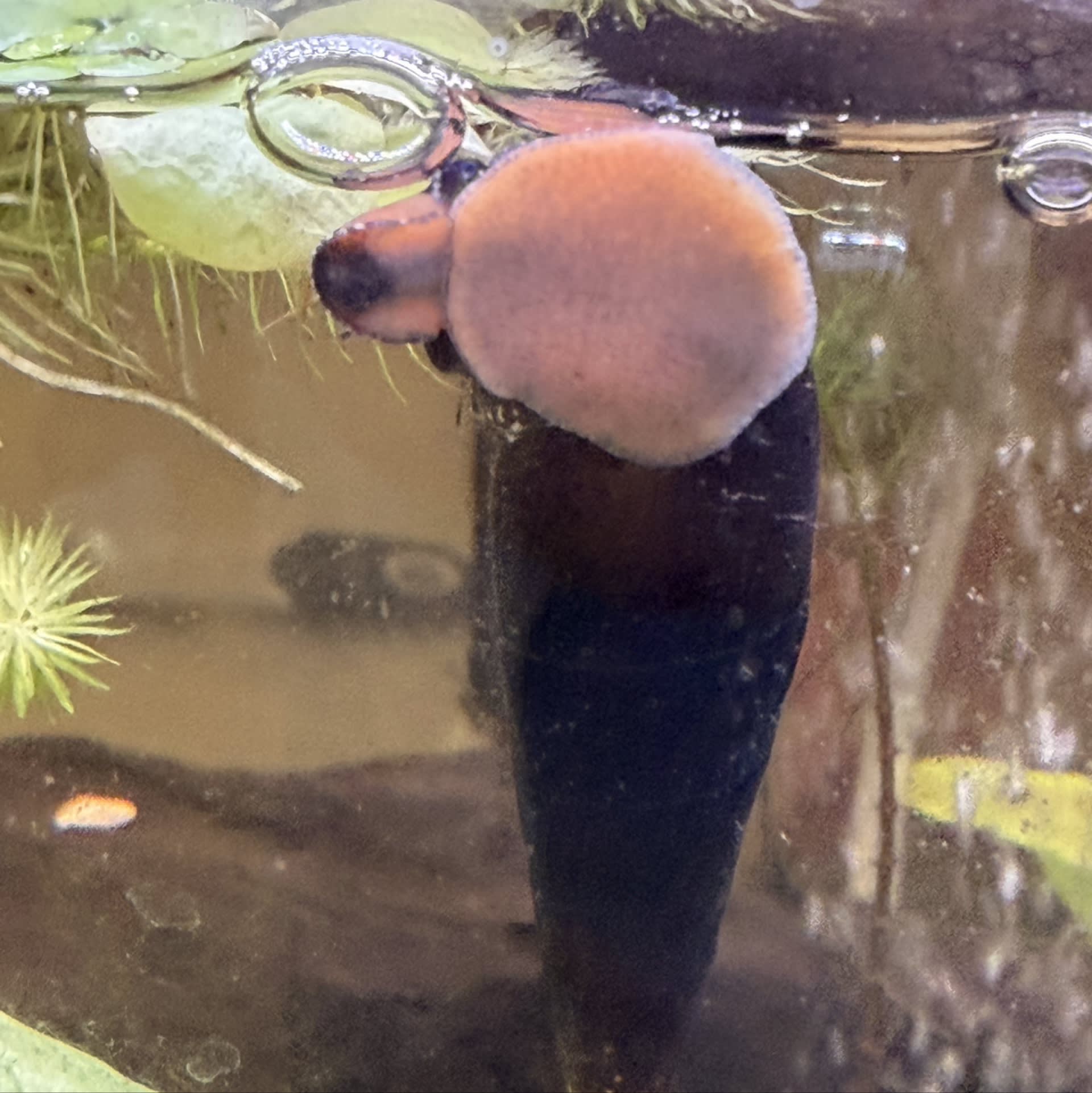 Chocolate Rabbit Snail