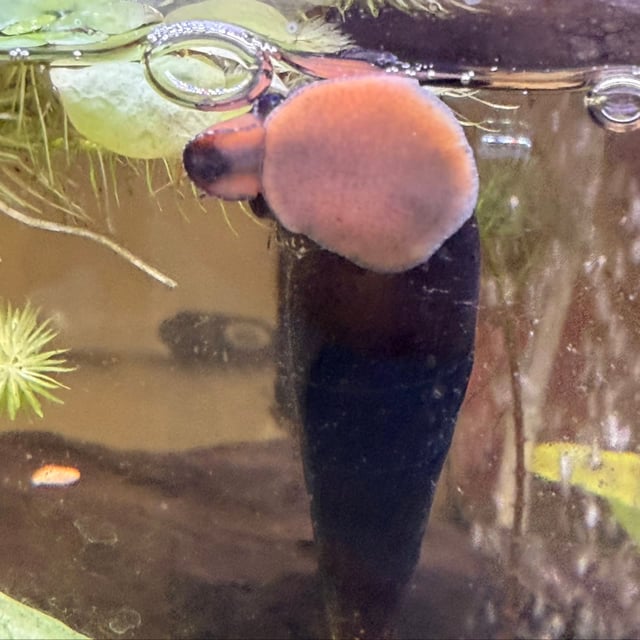 Chocolate Rabbit Snail