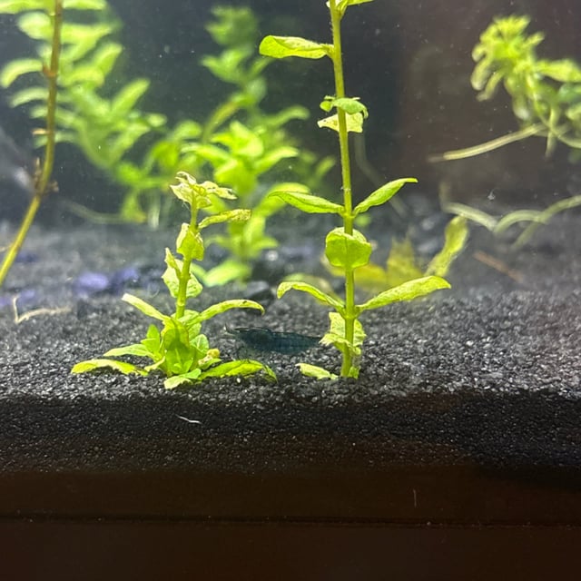 Dwarf Blue Diamond Shrimp