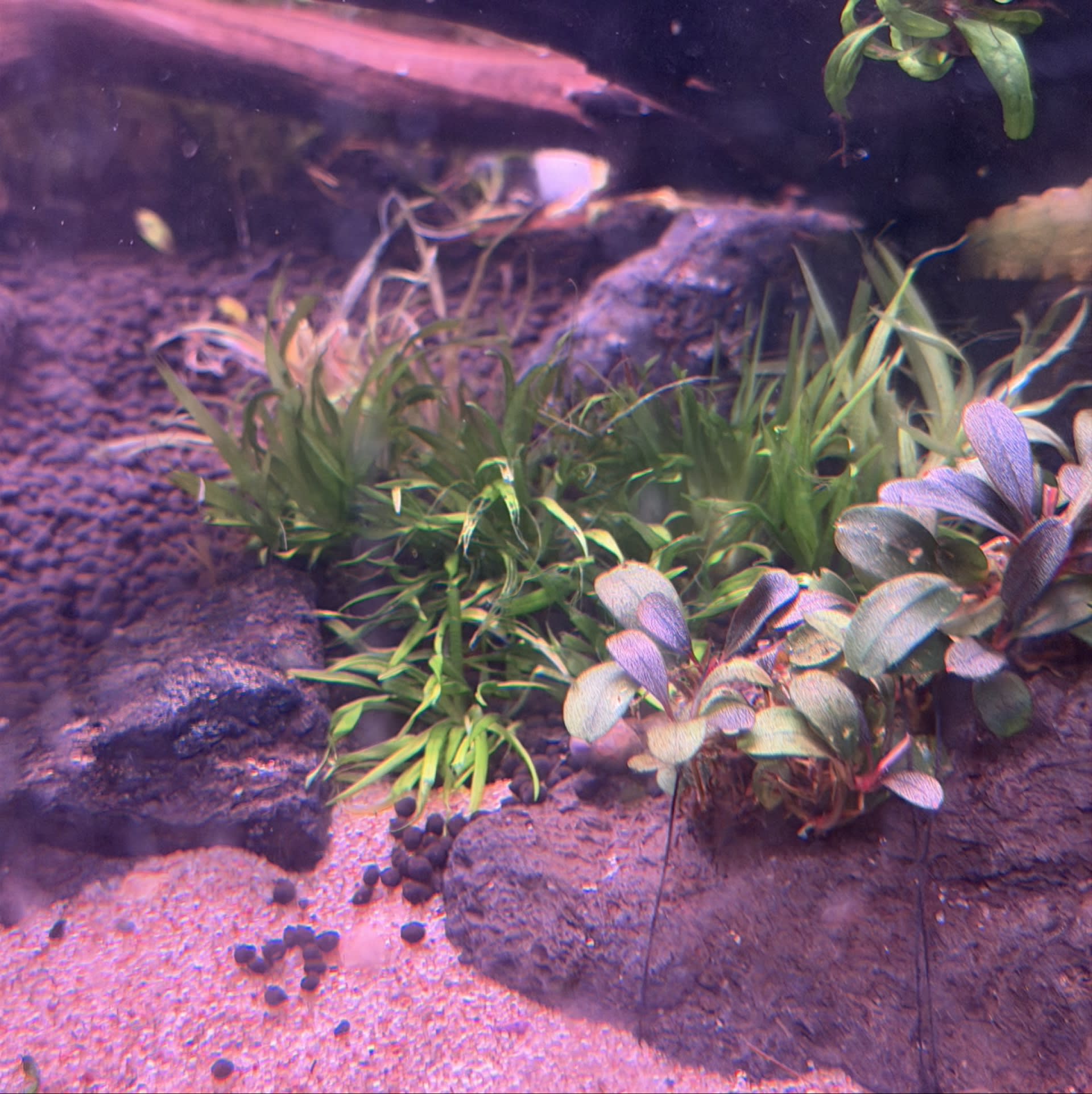 Bucephalandra Black Pearl