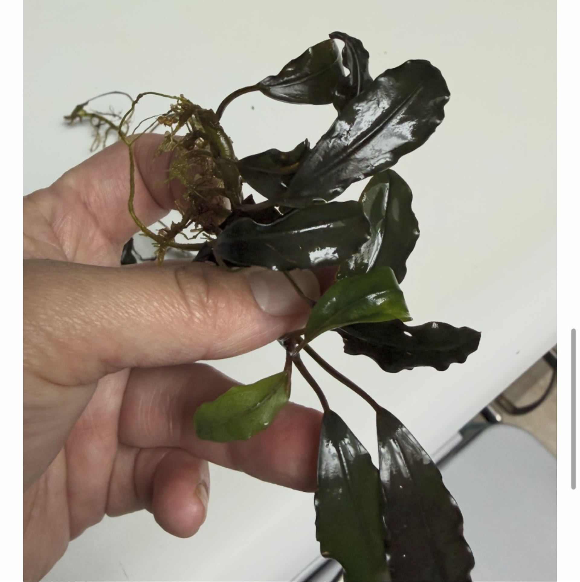 Bucephalandra Black Pearl
