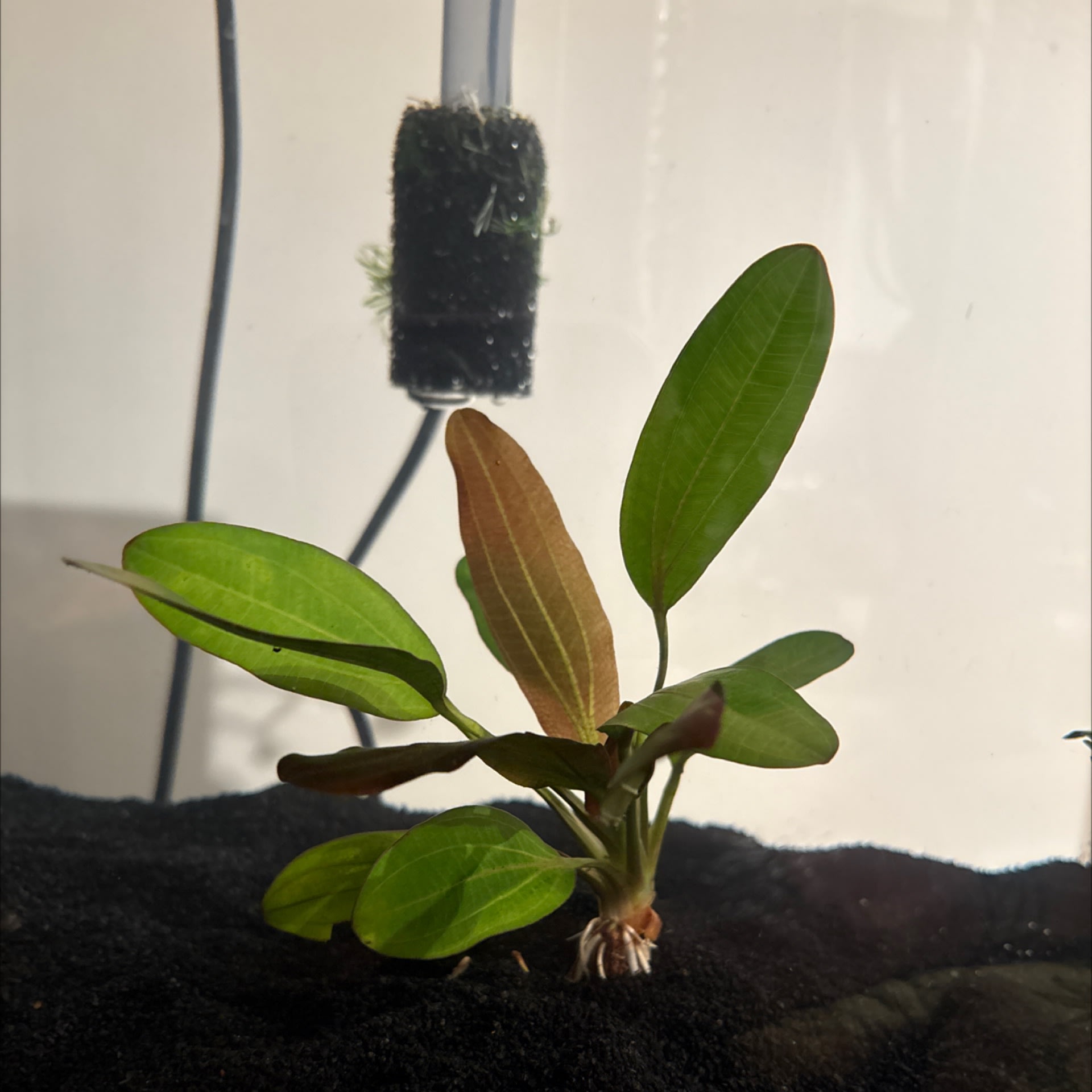 Echinodorus Red Rubin