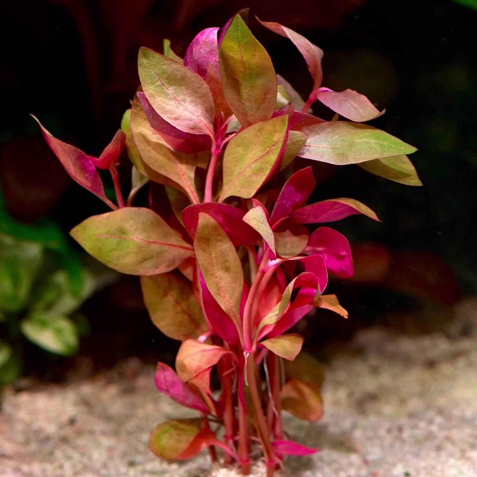 Alternanthera Lilacina