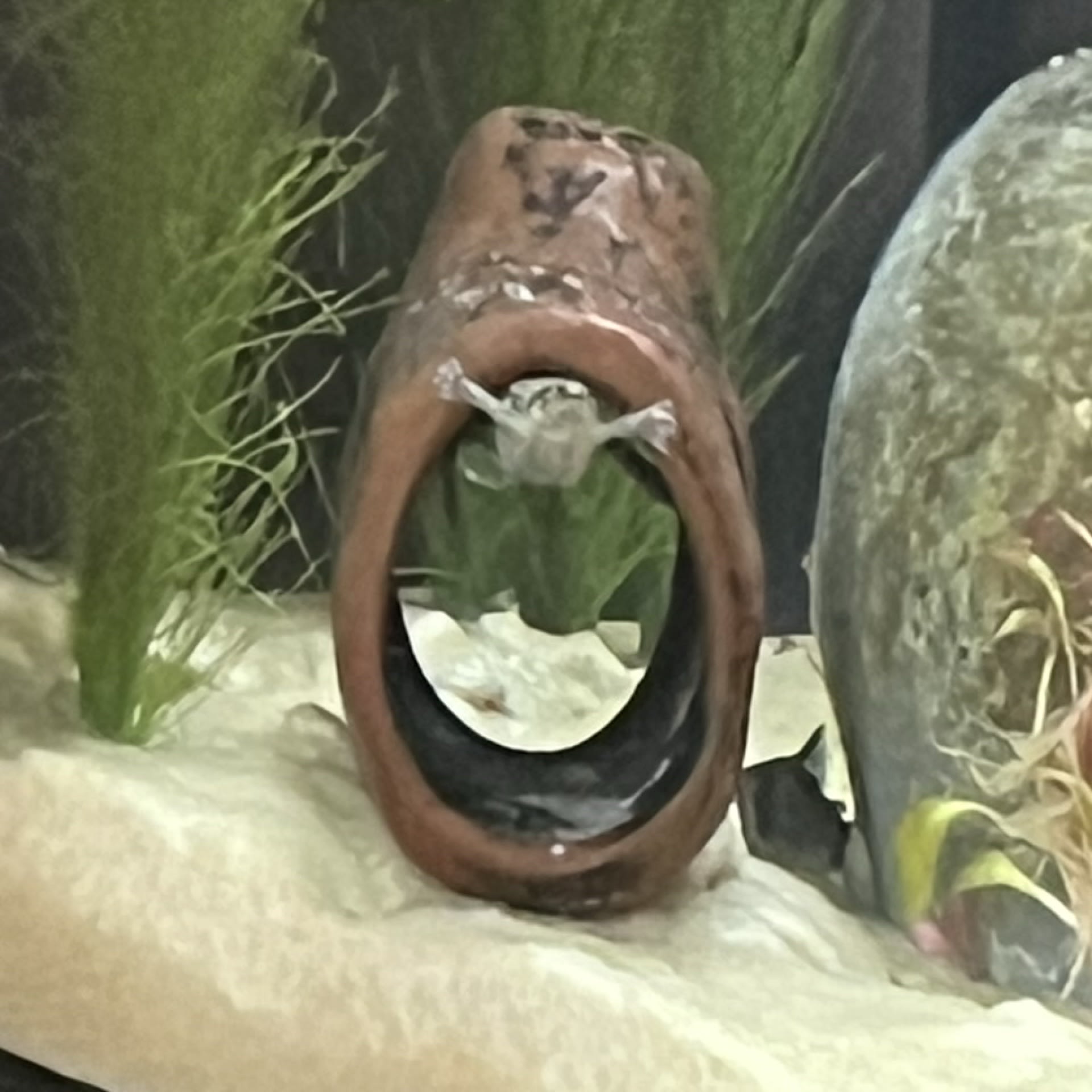 African Dwarf Frog