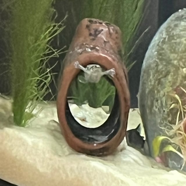 African Dwarf Frog