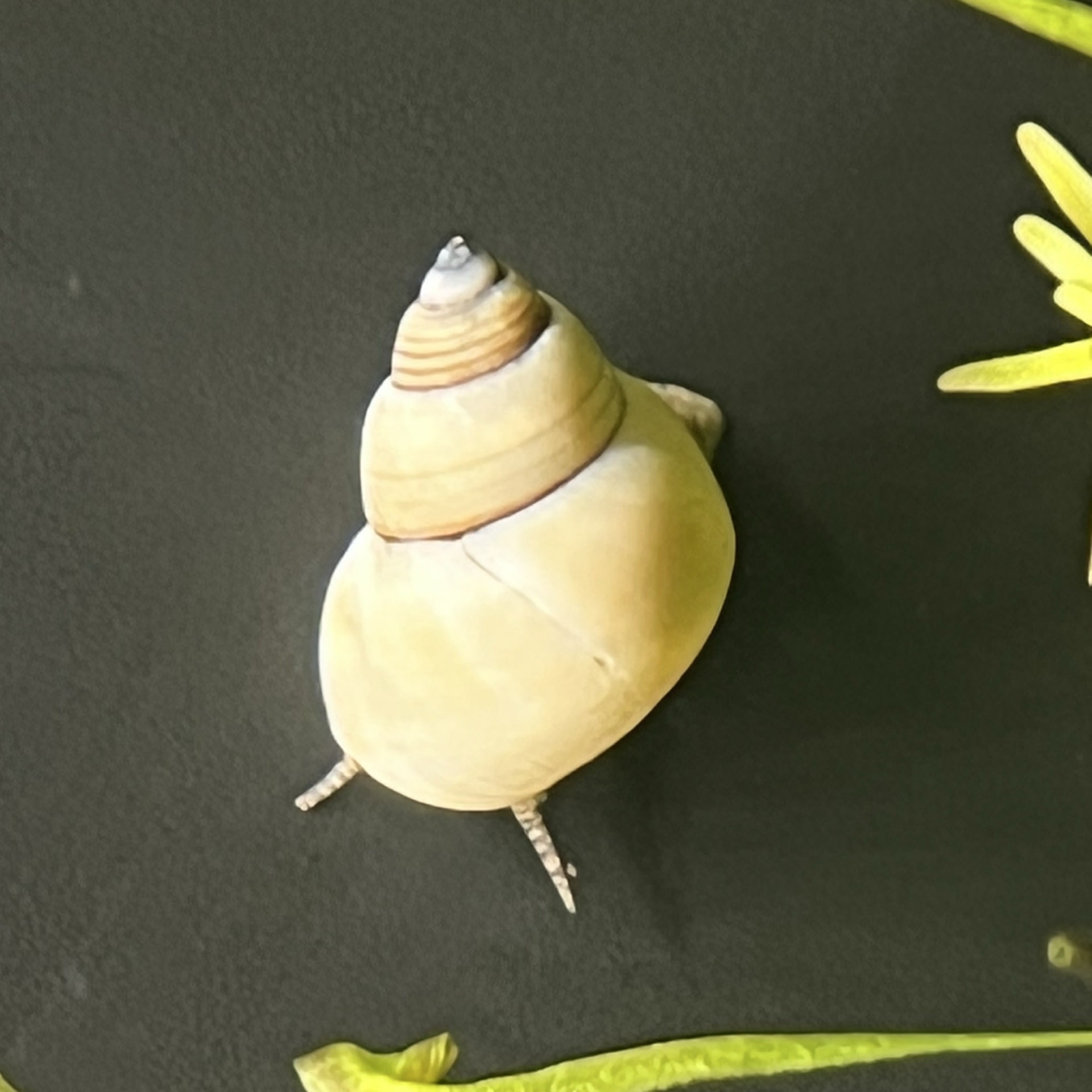 White Wizard Snail