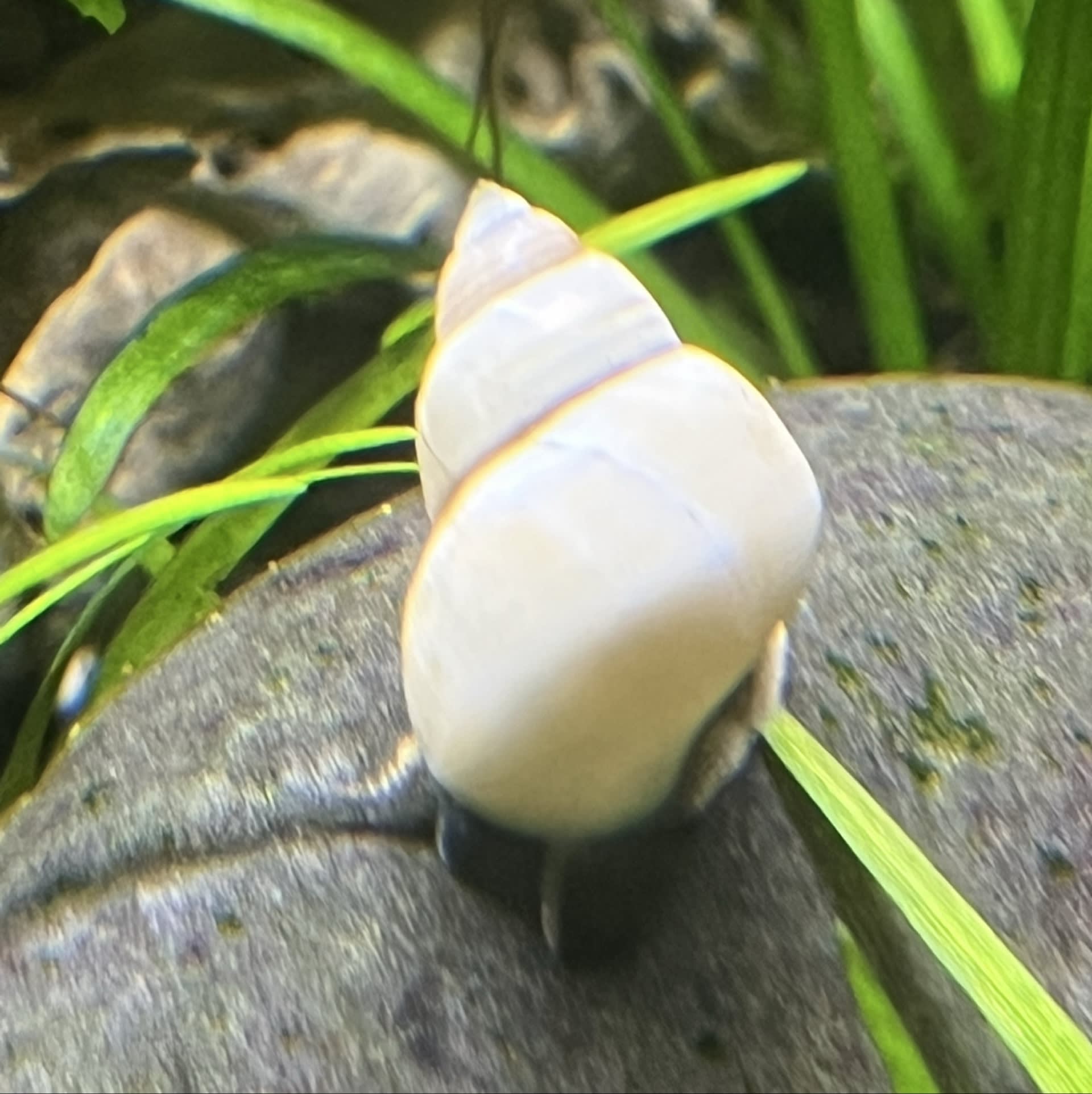 White Wizard Snail