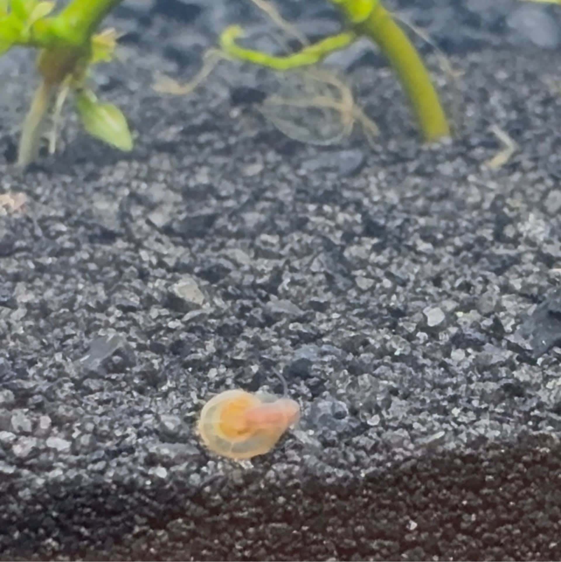 Little Whirlpool Ramshorn Snail
