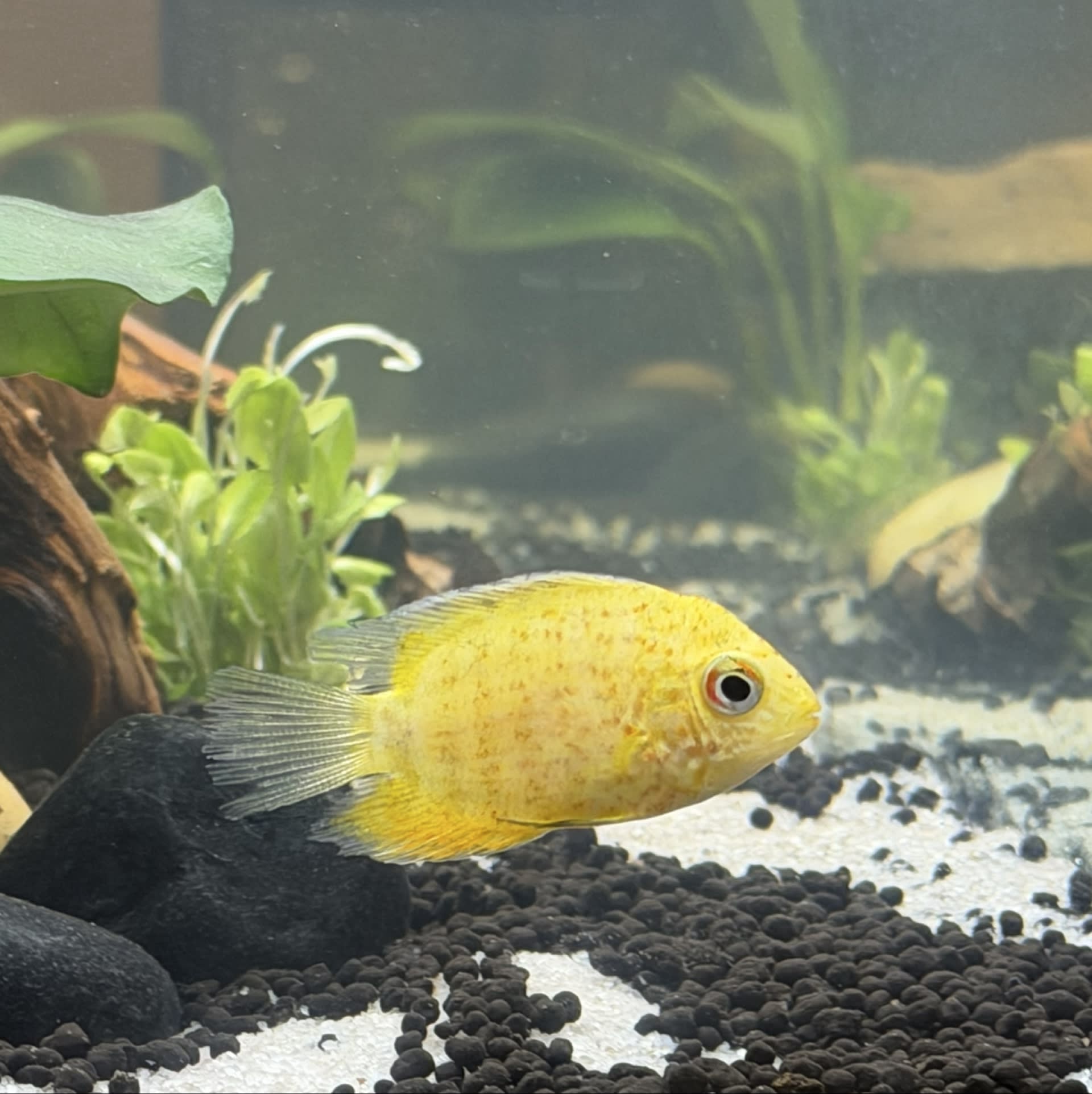 Gold Severum