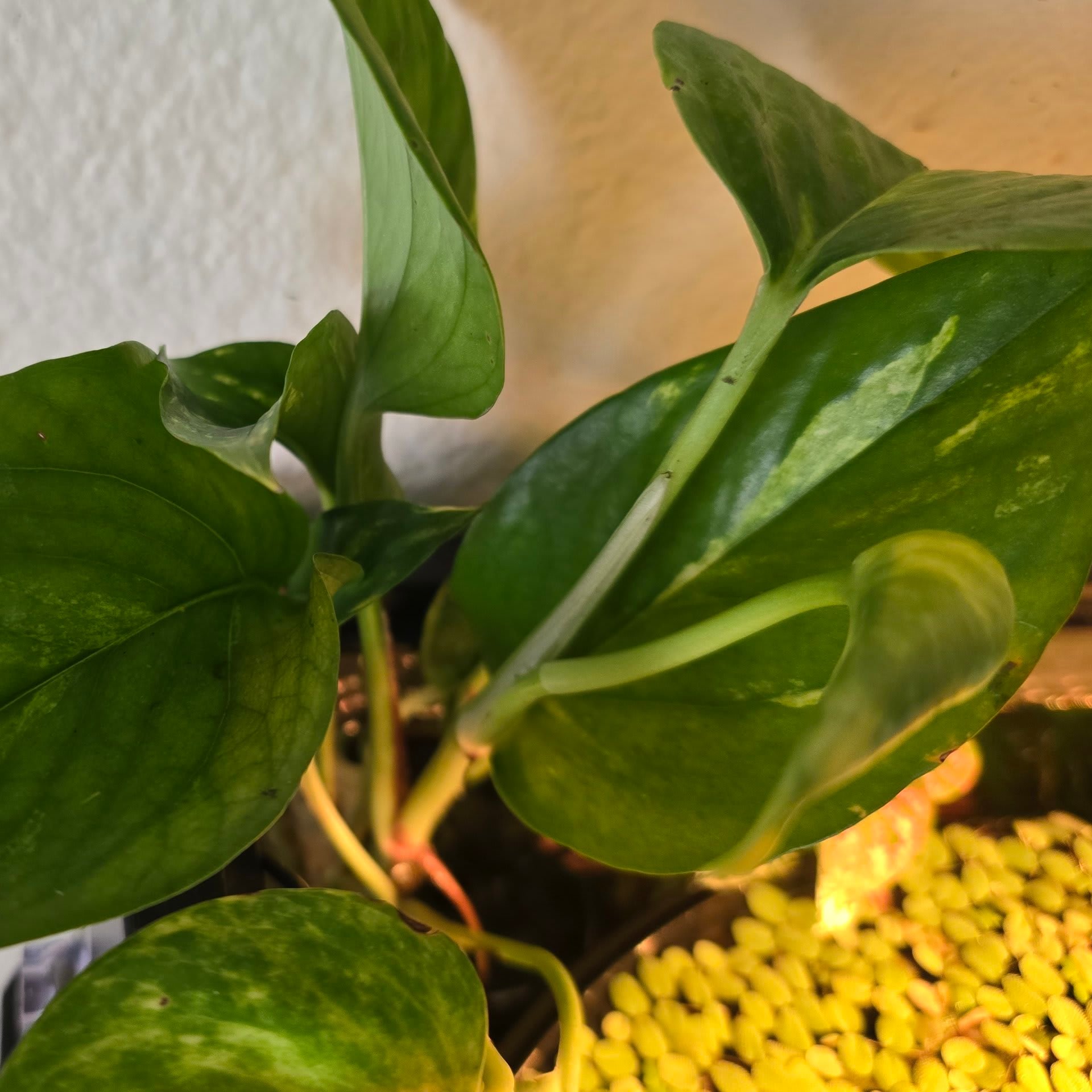 Golden Pothos