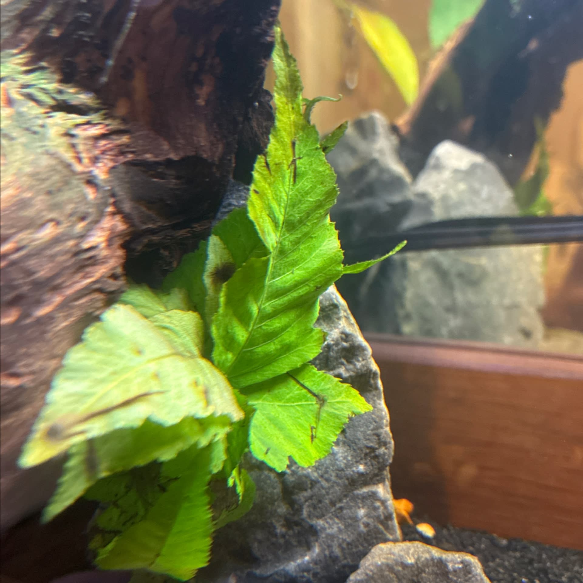 El Niño Fern