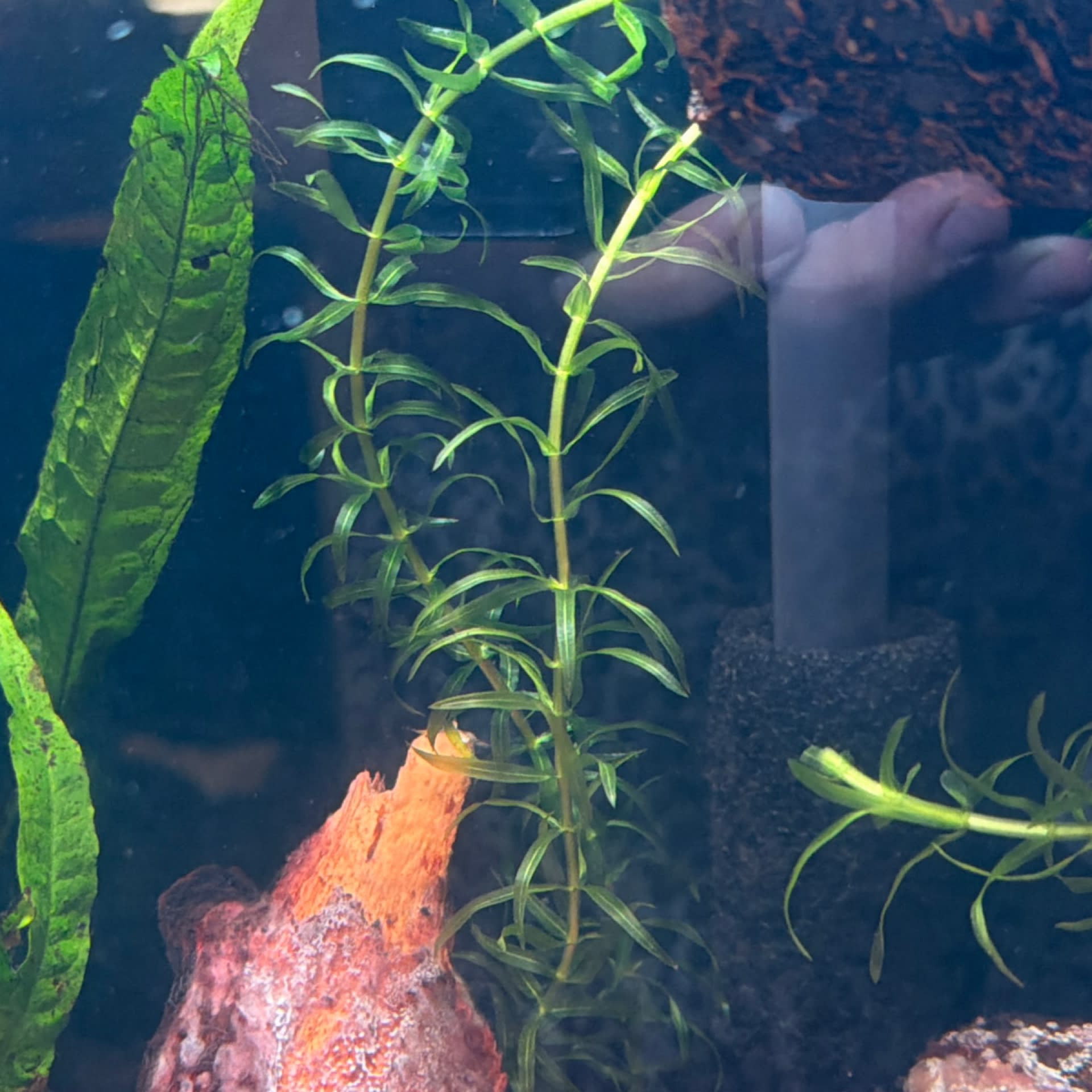 Canadian Waterweed
