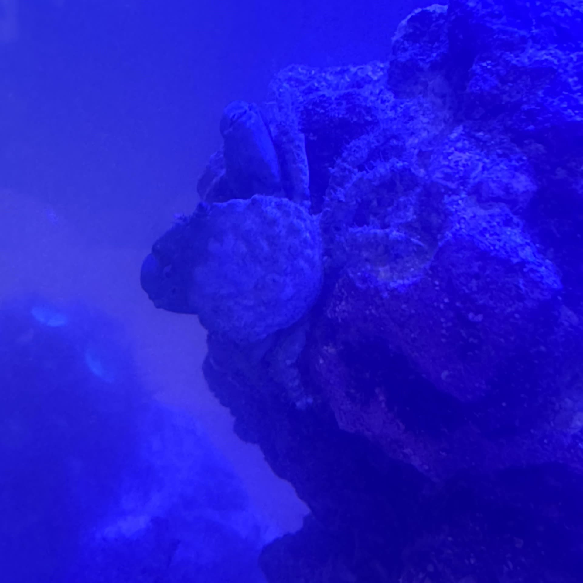 Emerald Crab