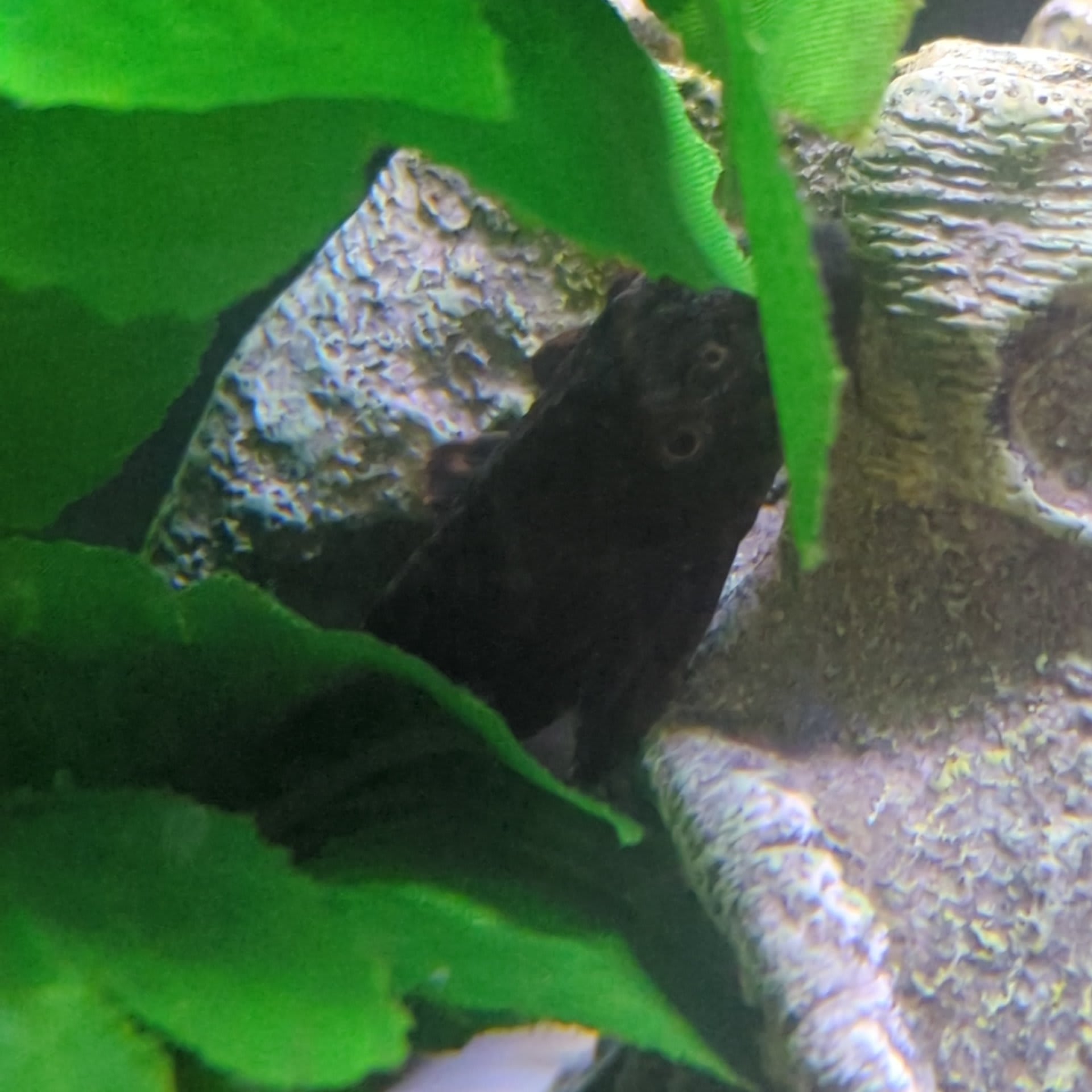 Amazon Sailfin Catfish