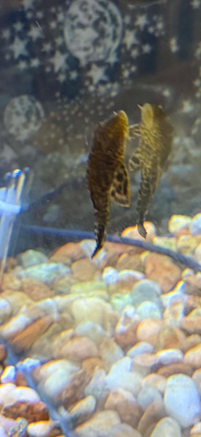 Amazon Sailfin Catfish