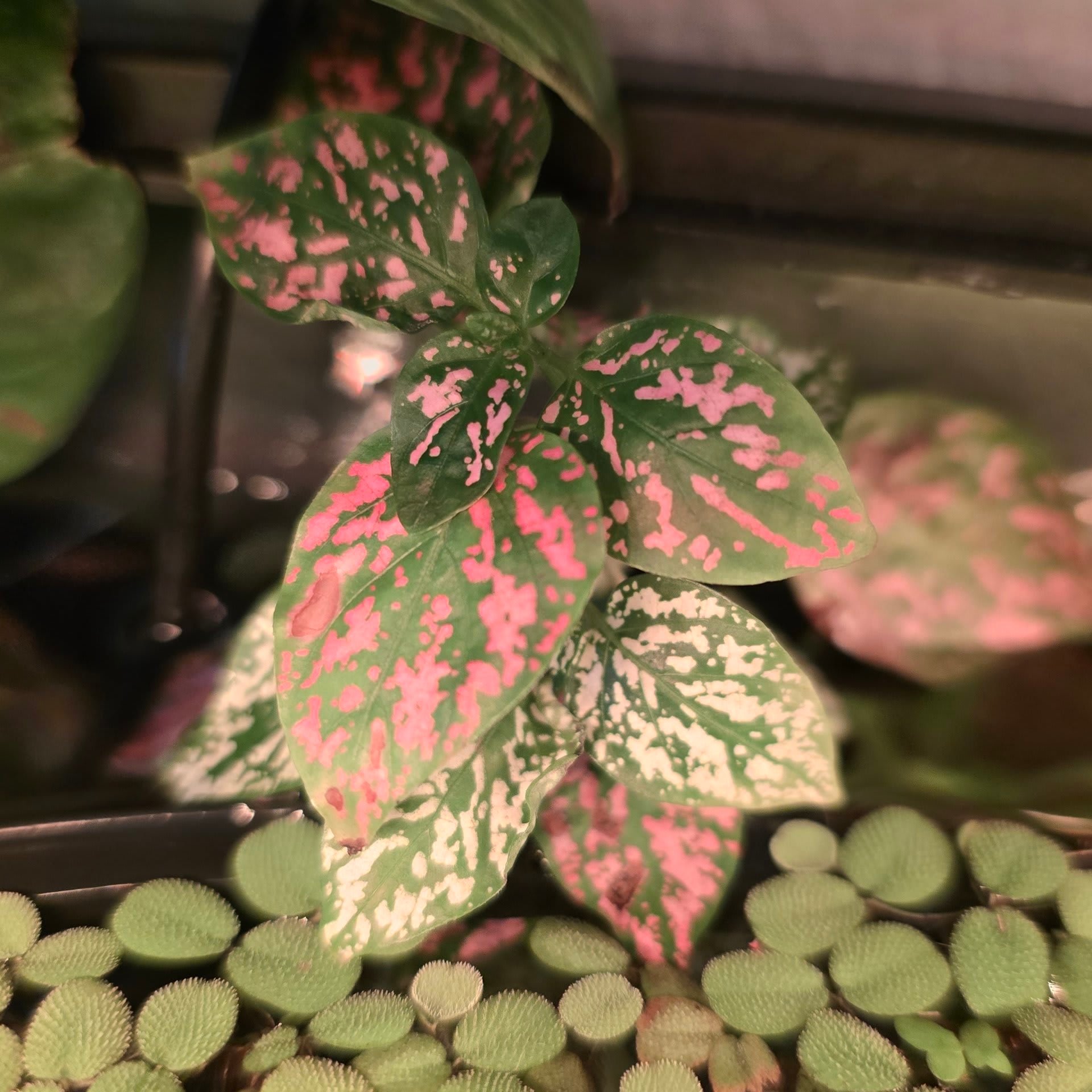 Polka Dot Plant