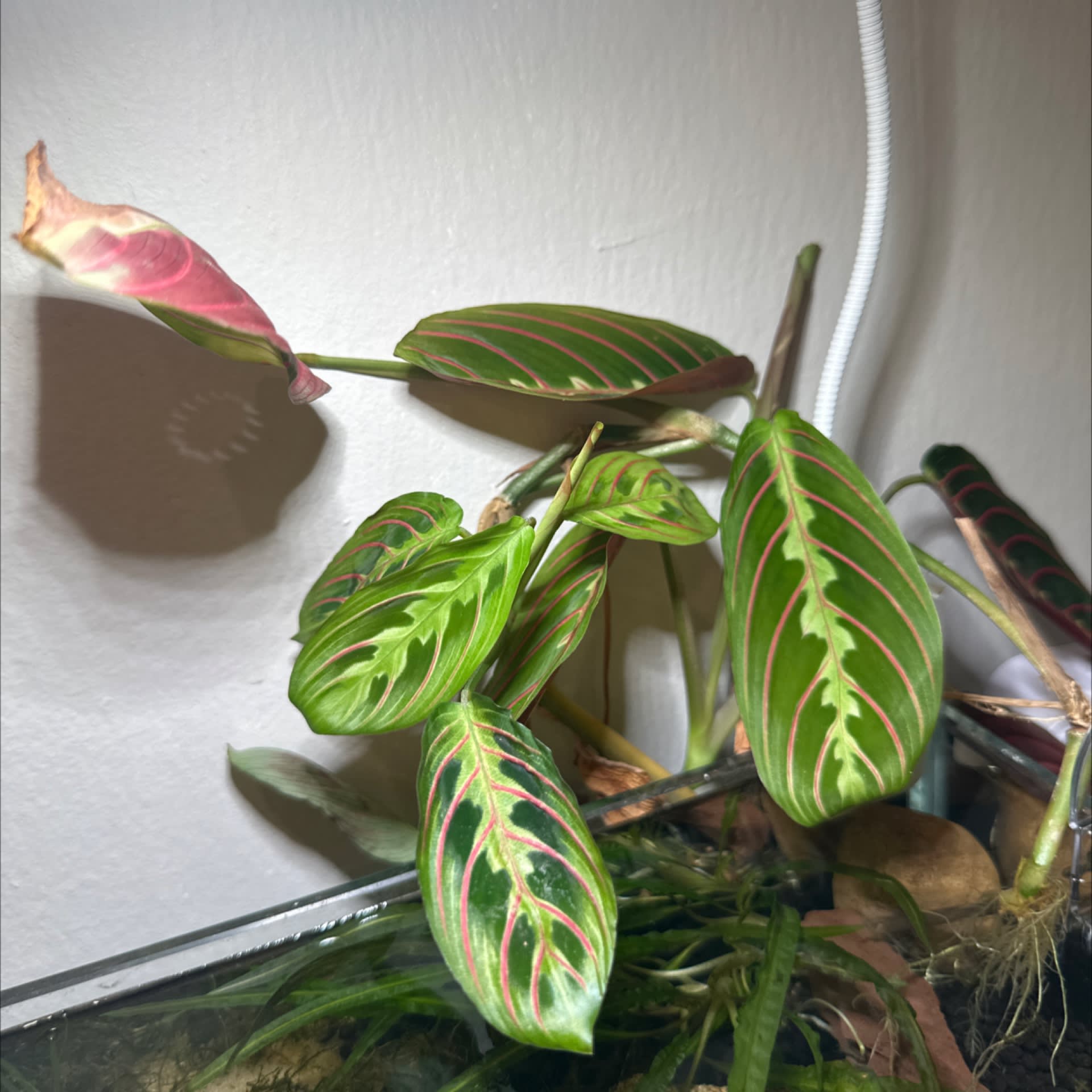 Prayer Plant