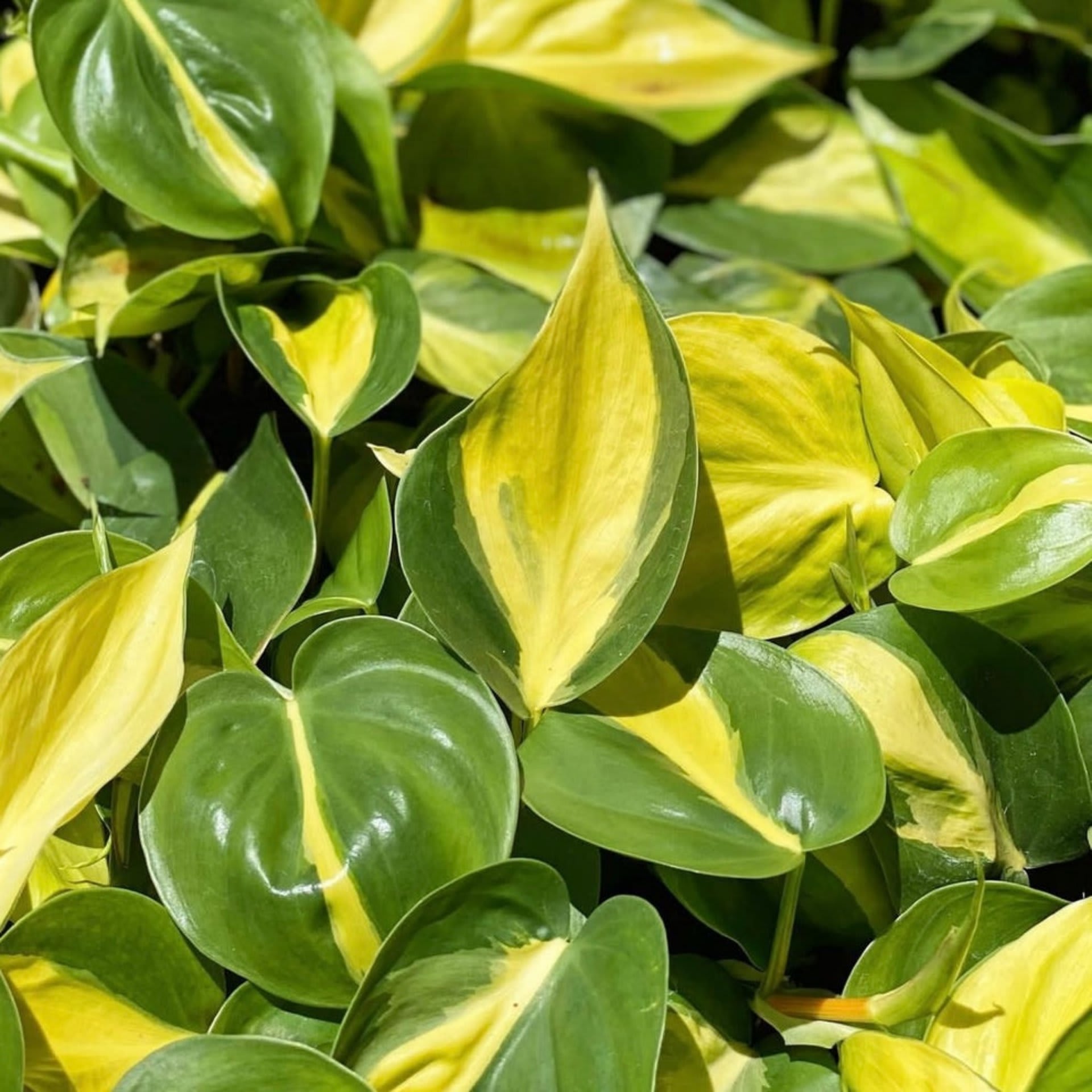 Philodendron Brazil
