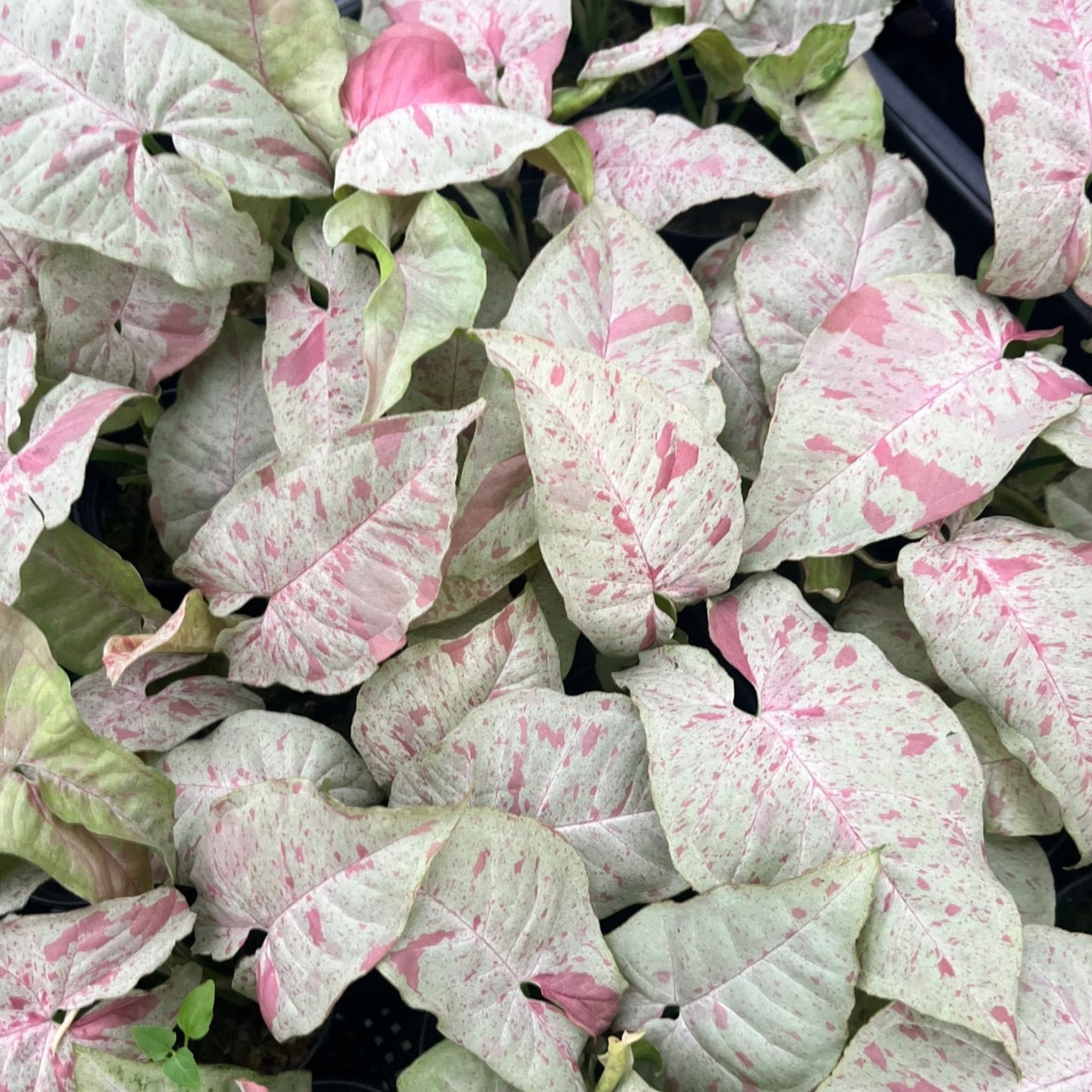 Syngonium Milk Confetti