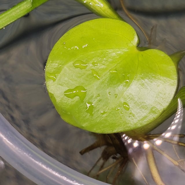 American Frogbit