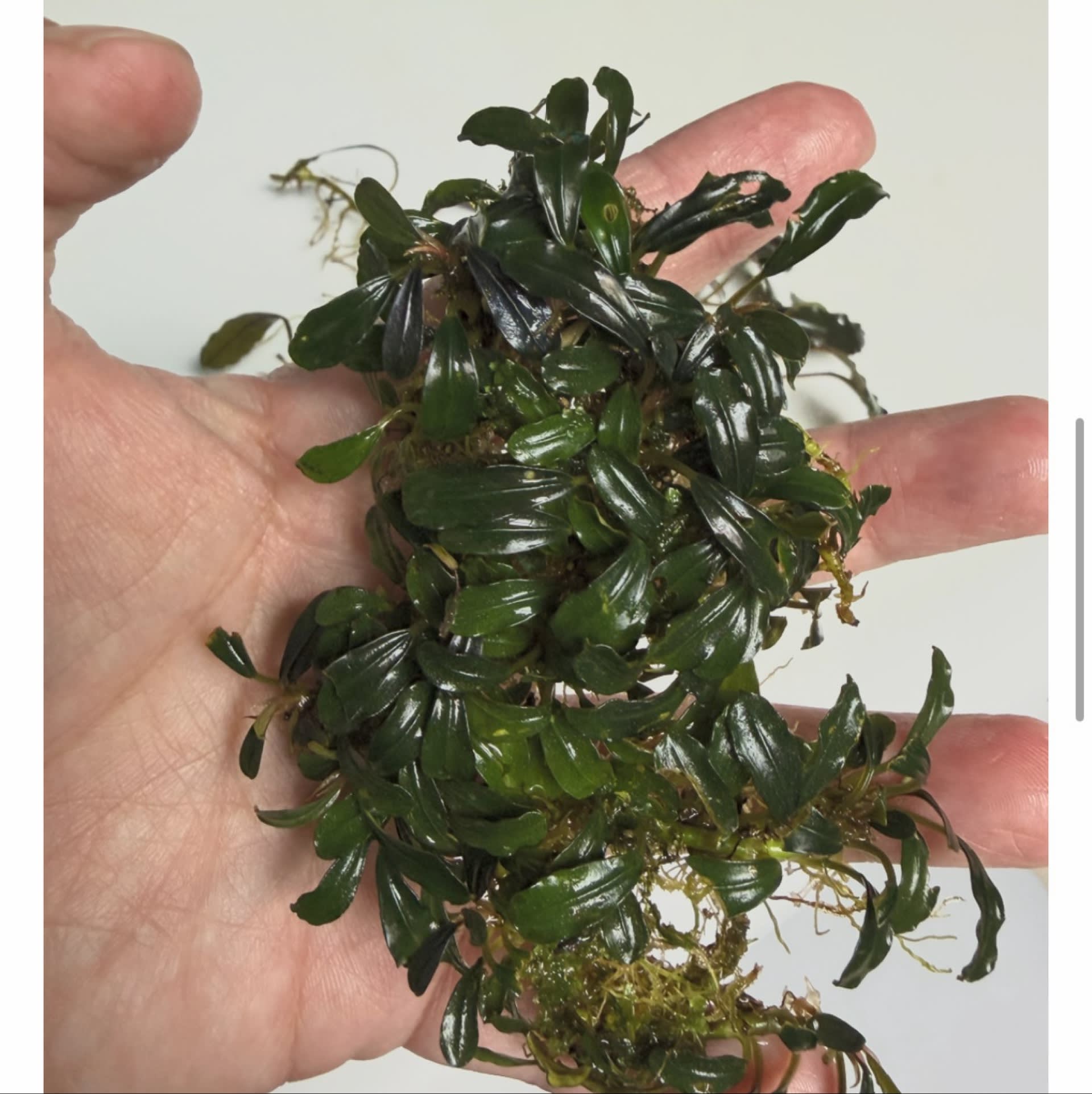 Bucephalandra Brownie Amanda