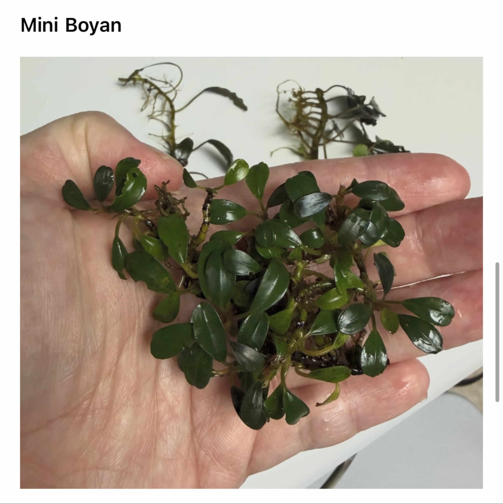 Bucephalandra Mini Boyan