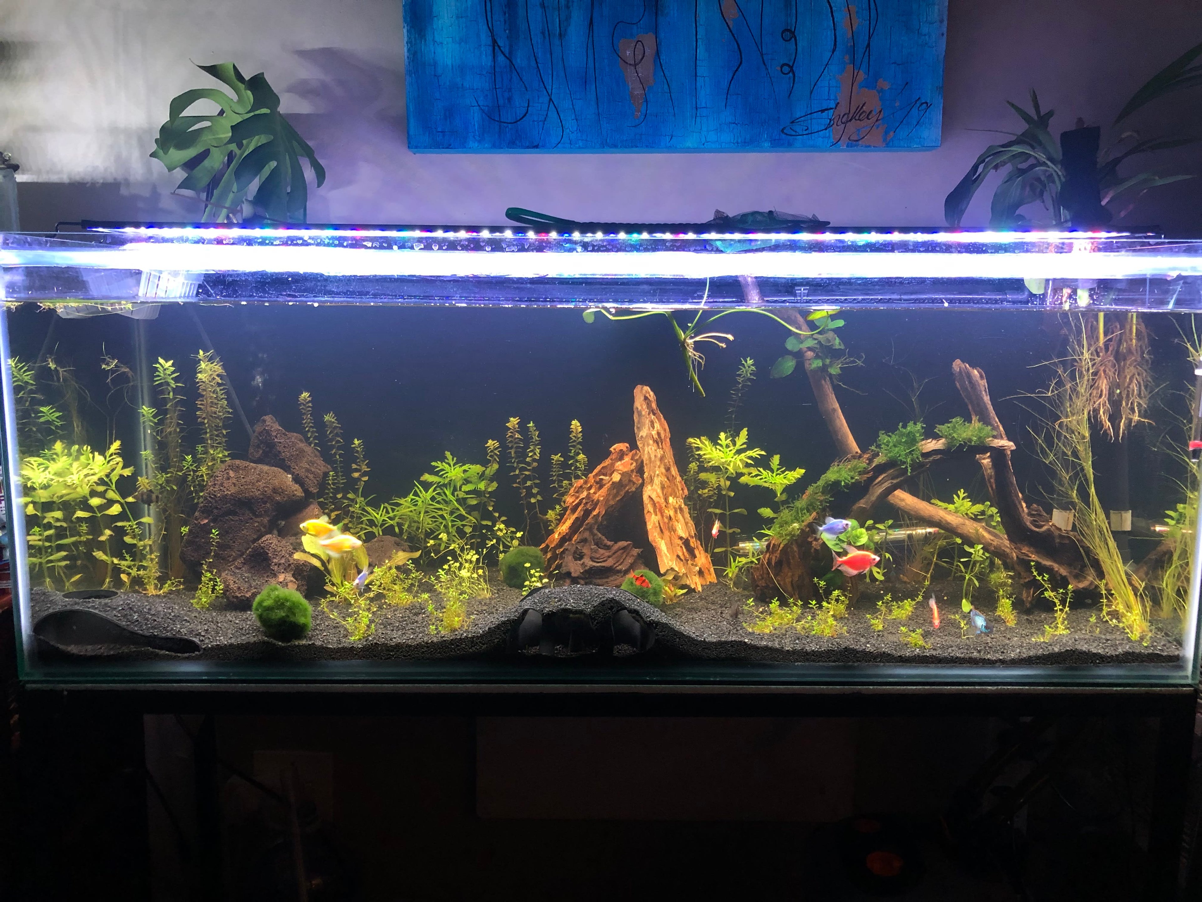 Aquarium