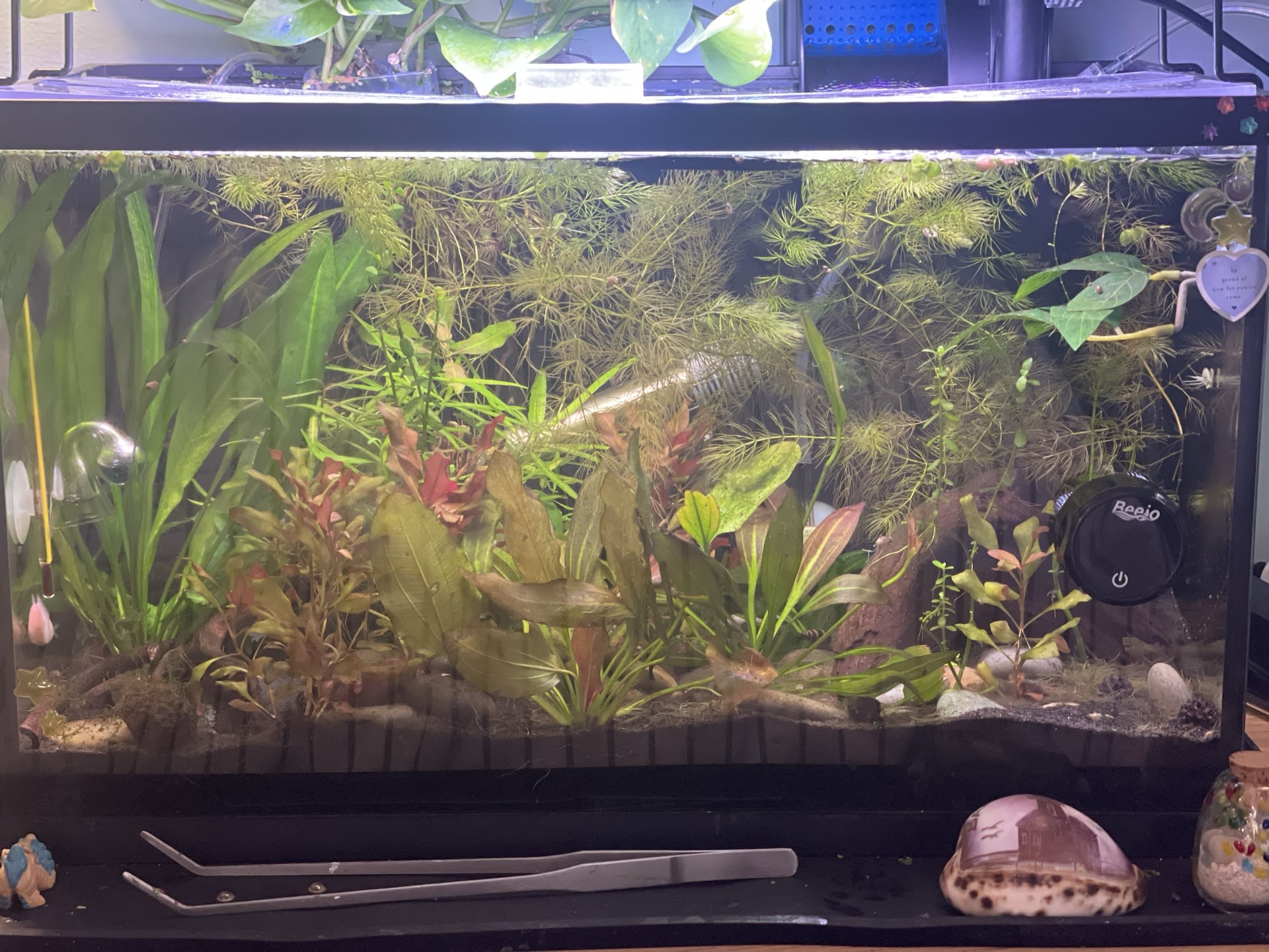 Planted Betta Tank