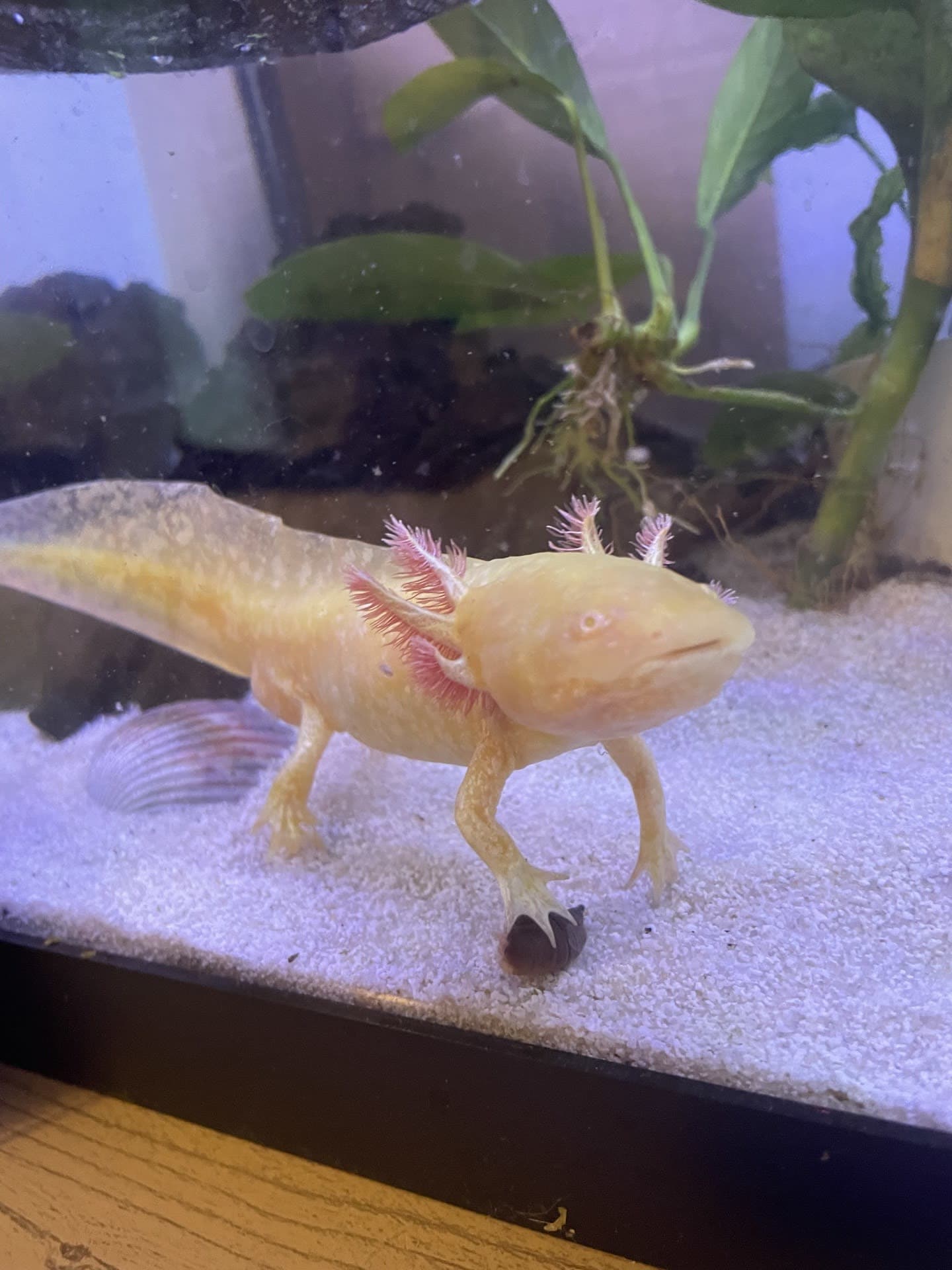 axolotl tank