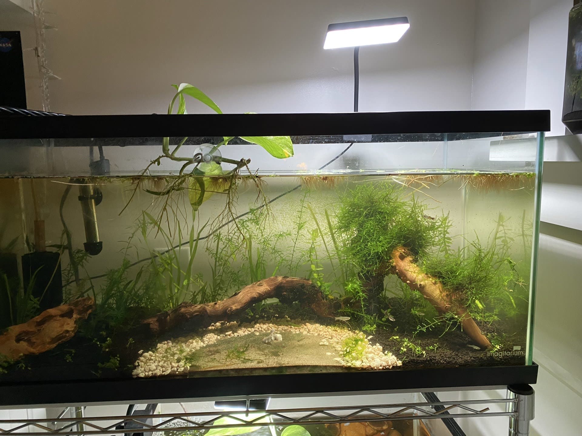 20 Gallon Long