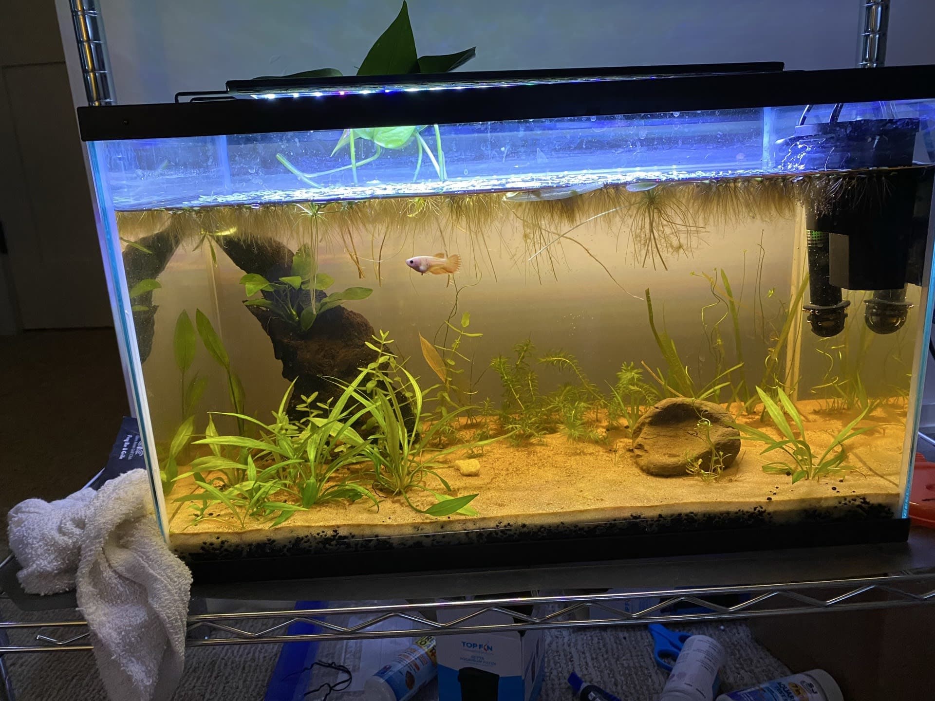 10gal Betta Tank