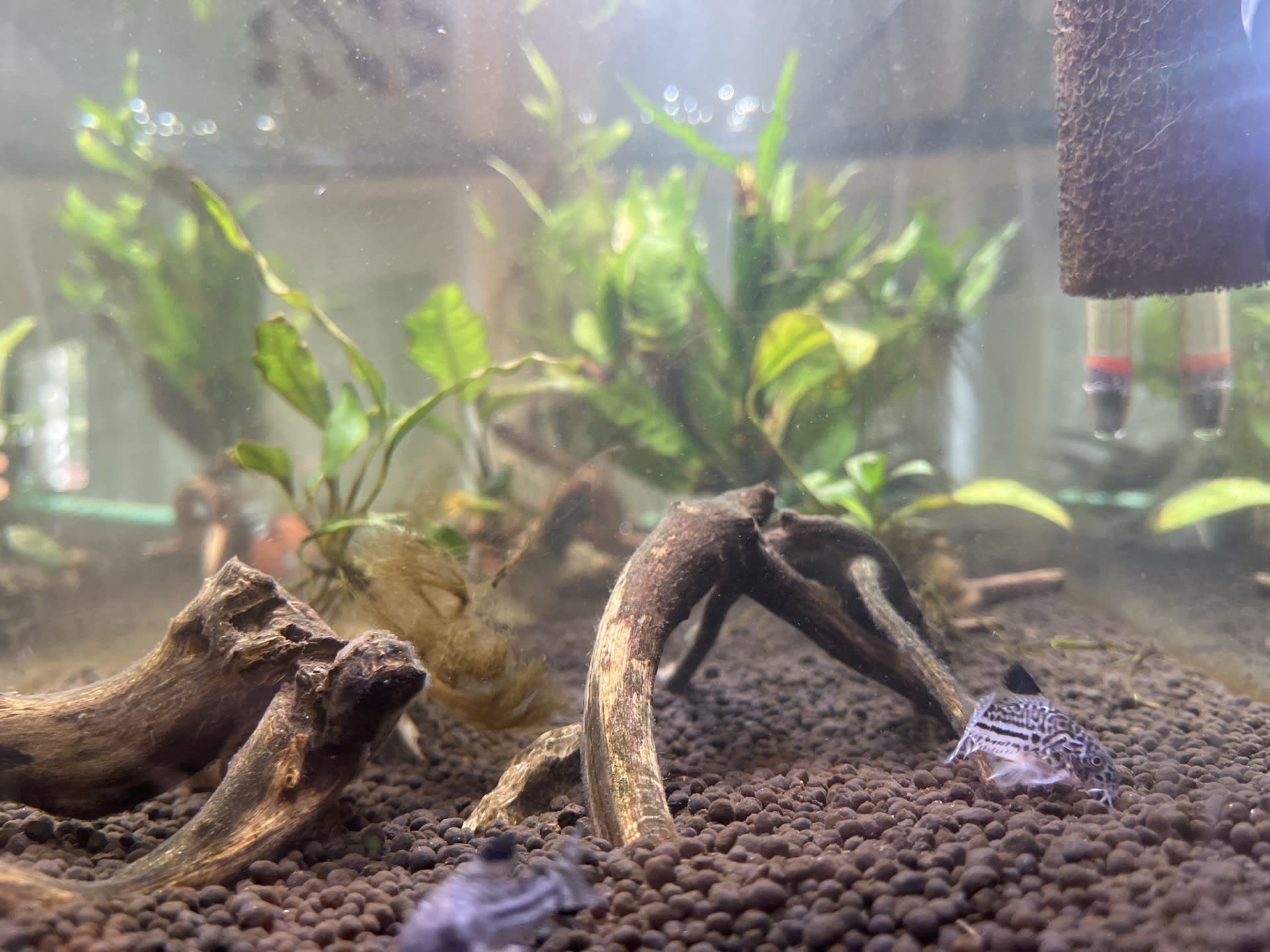 Blub