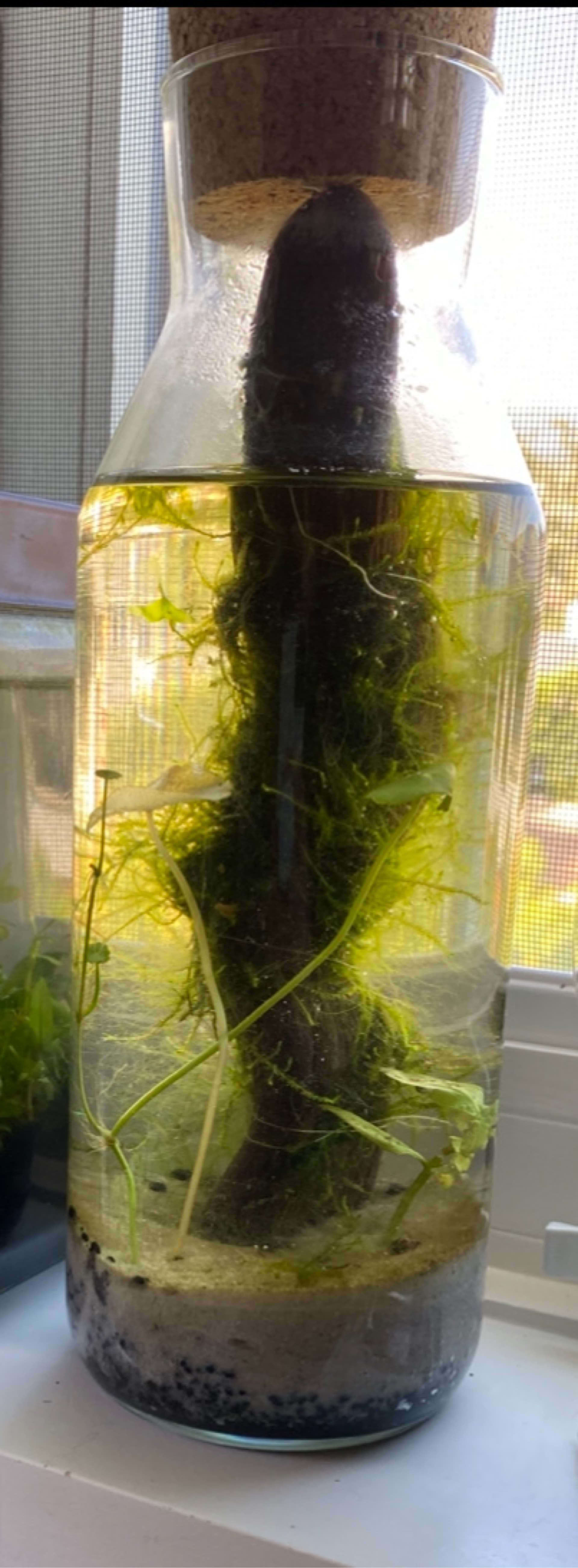 Small Ecosphere