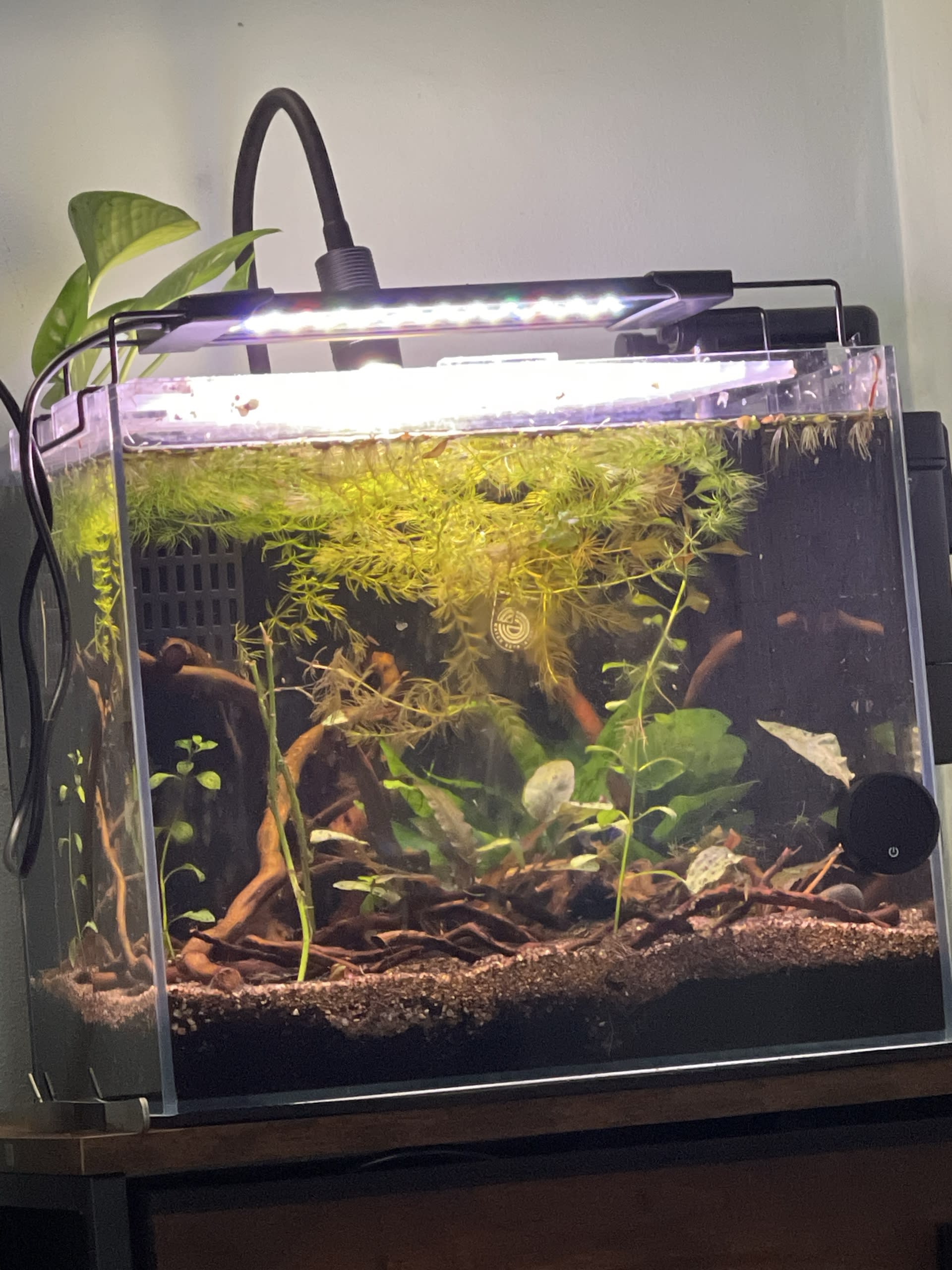 Snail City