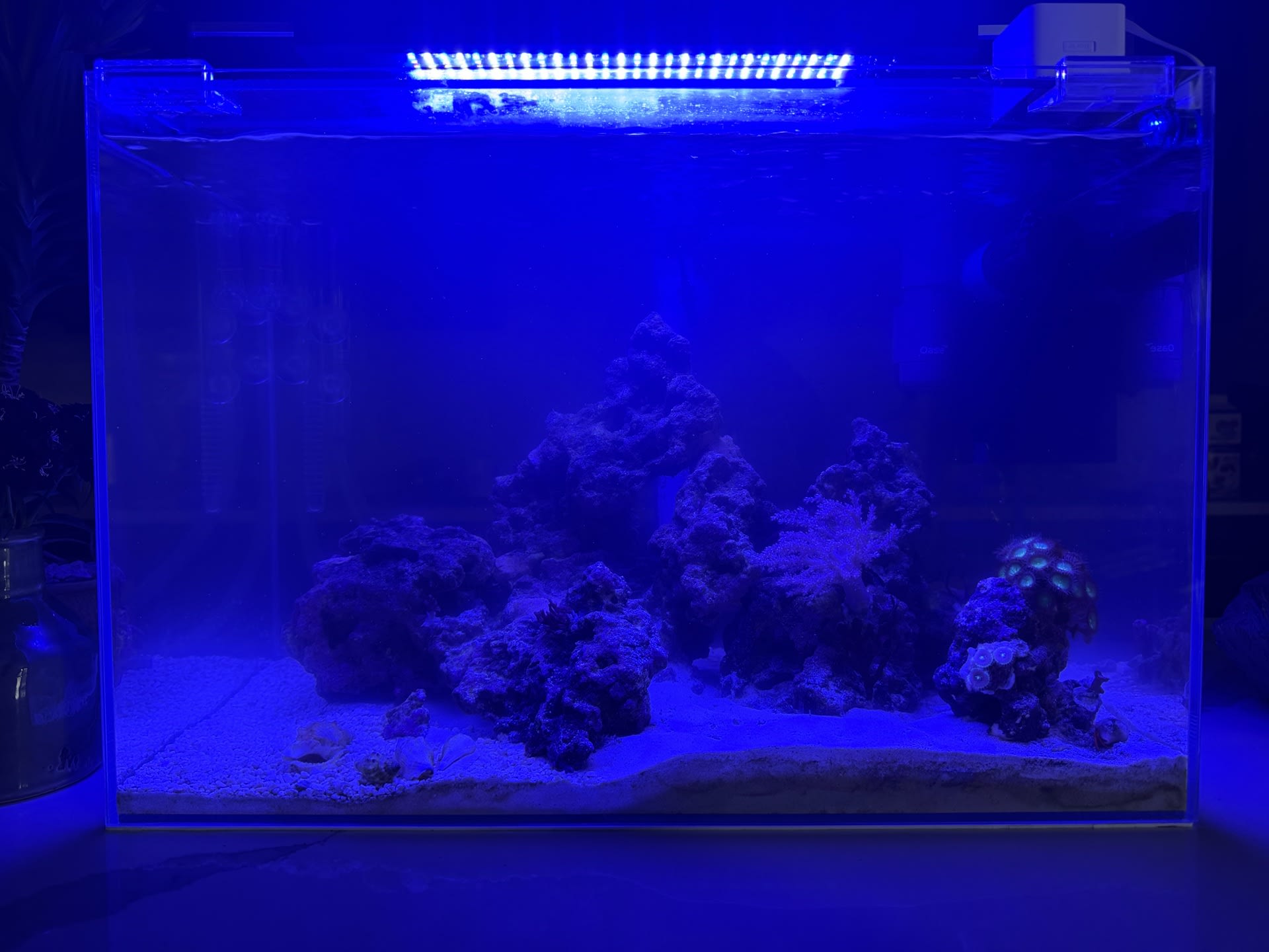 Kitchen Saltwater Tank